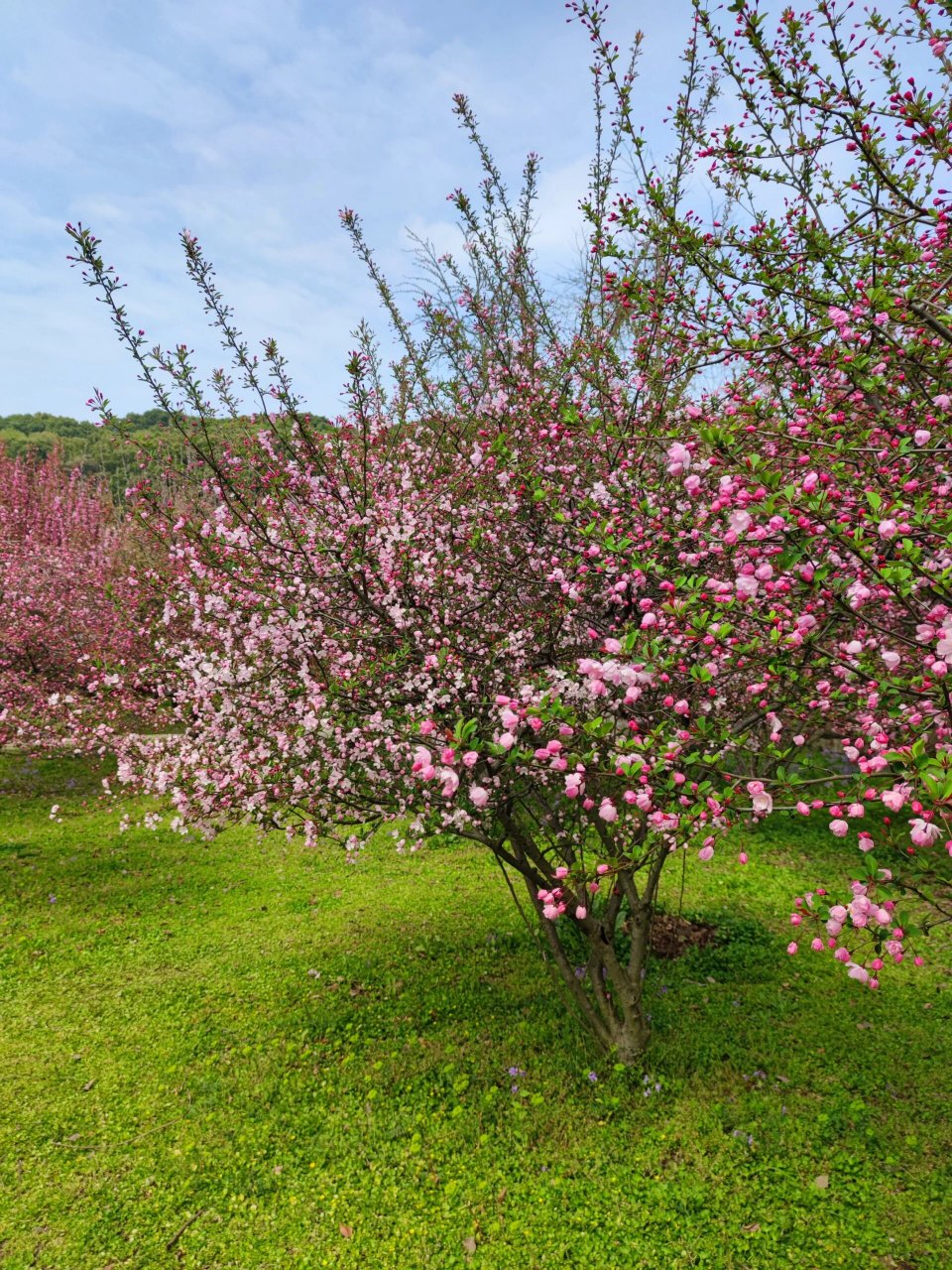 垂丝海棠的果子和它的花一样多 同一棵,春拍它的花,夏拍它的果,果子