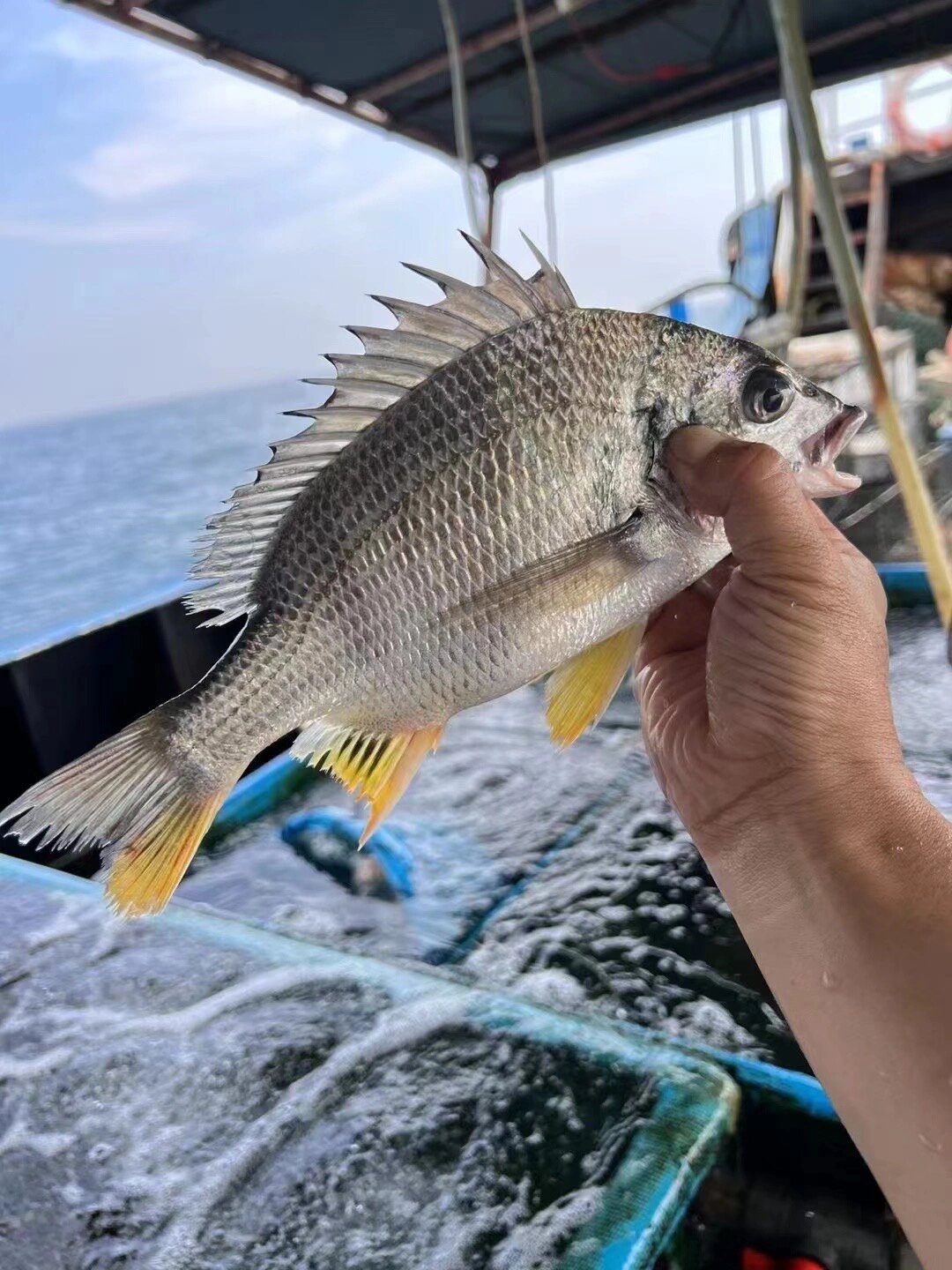 本文就来告诉你,海钓黄翅鱼该如何种草!