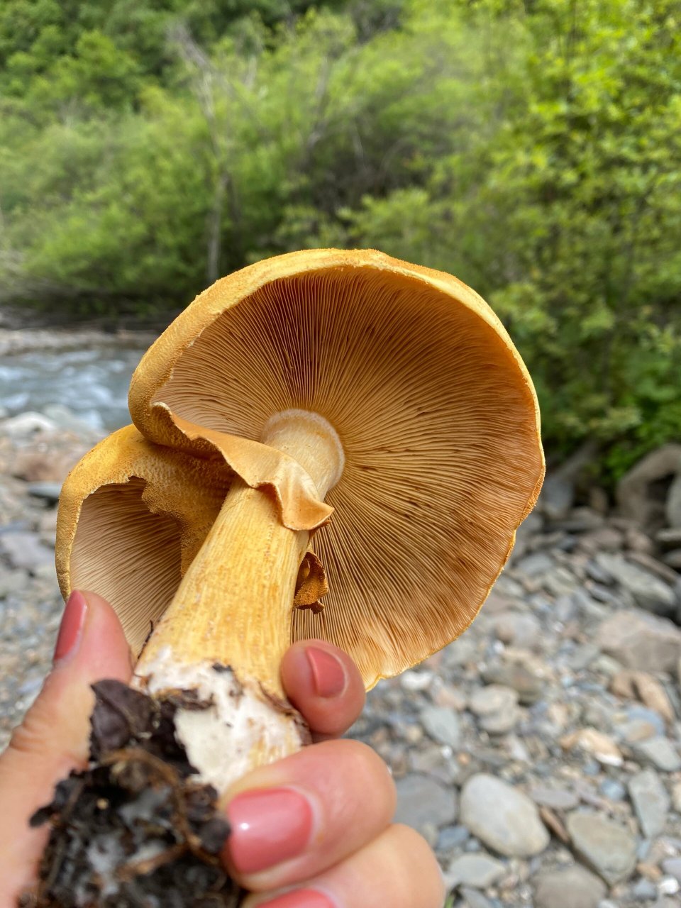金盖鳞伞～美味～ 味道很像鸡枞诶