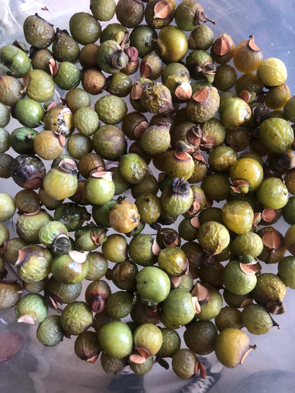 植物园南酸枣核,小区无患子树 ,第一次尝试打孔串手串,好玩