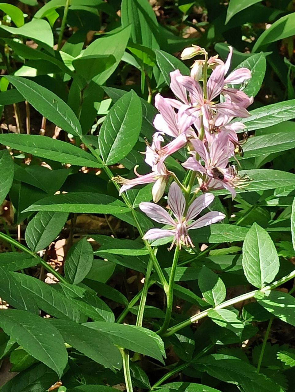 东北野草花(二十九)白鲜 芸香科白鲜属多年生宿根草本植物.