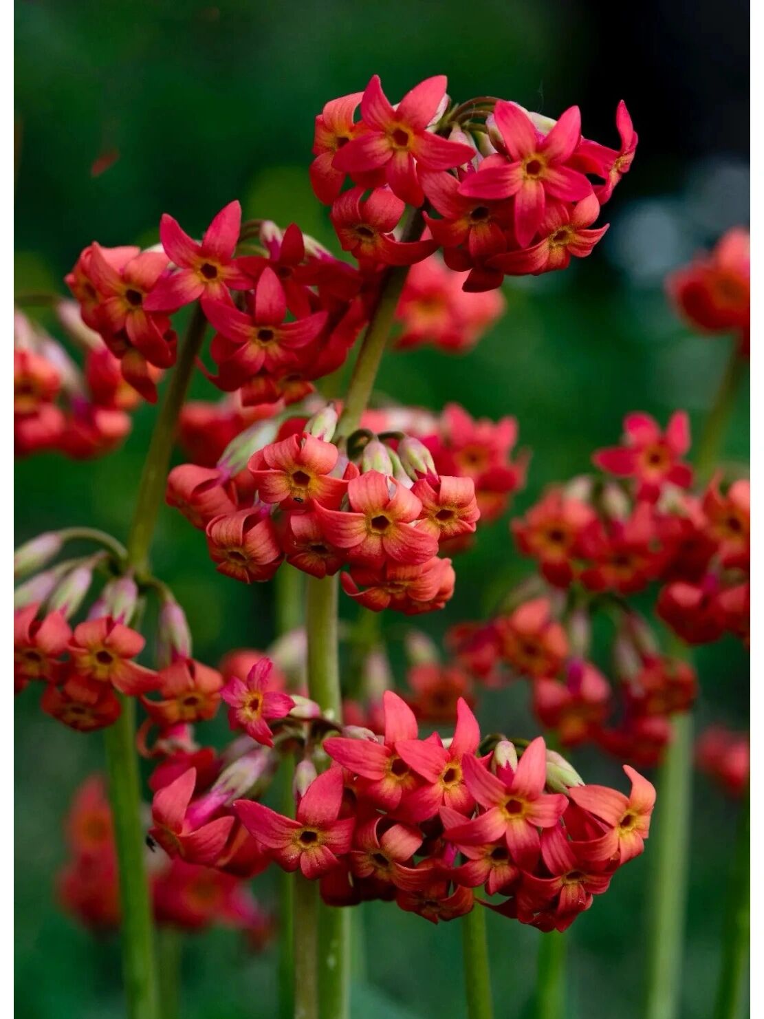 胭脂花 药用价值图片