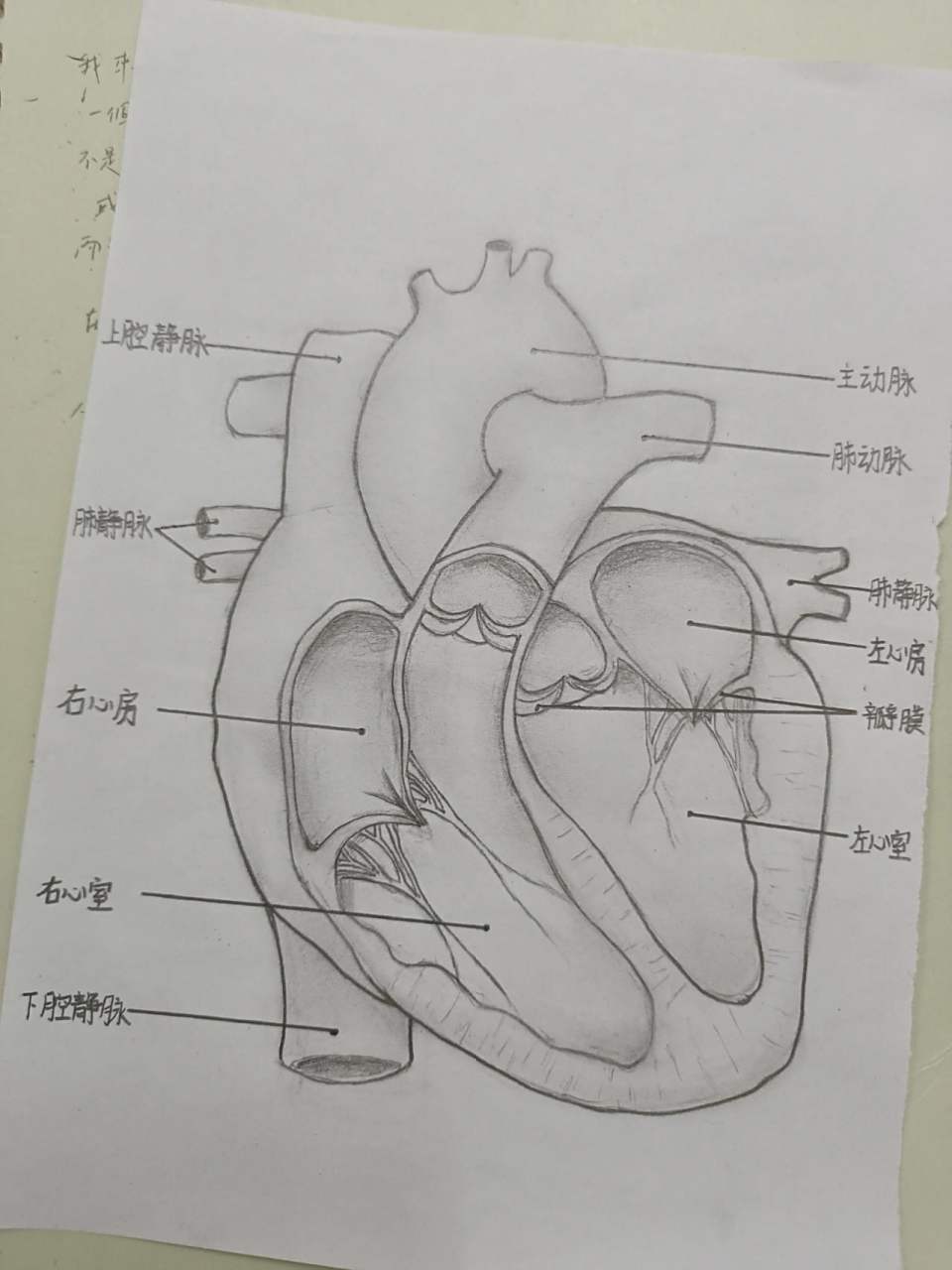 心脏结构素描图图片