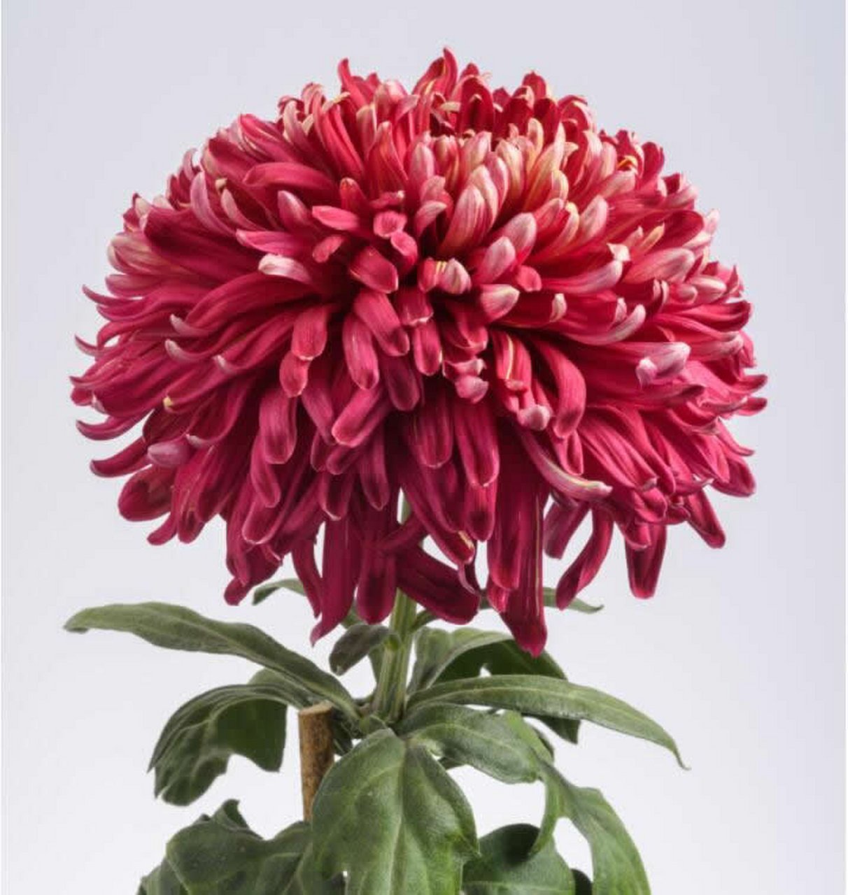 菊花分类知多少 菊花依花瓣,花型可分为五个瓣类,分别是平瓣类,管瓣类