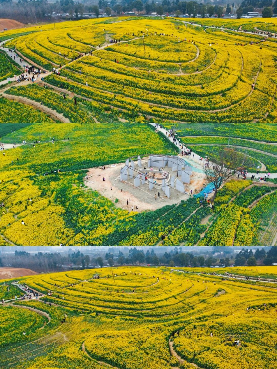 绕城绿道旁的七彩油菜花田,各种颜色的油菜花种在一层层的梯田上,美得