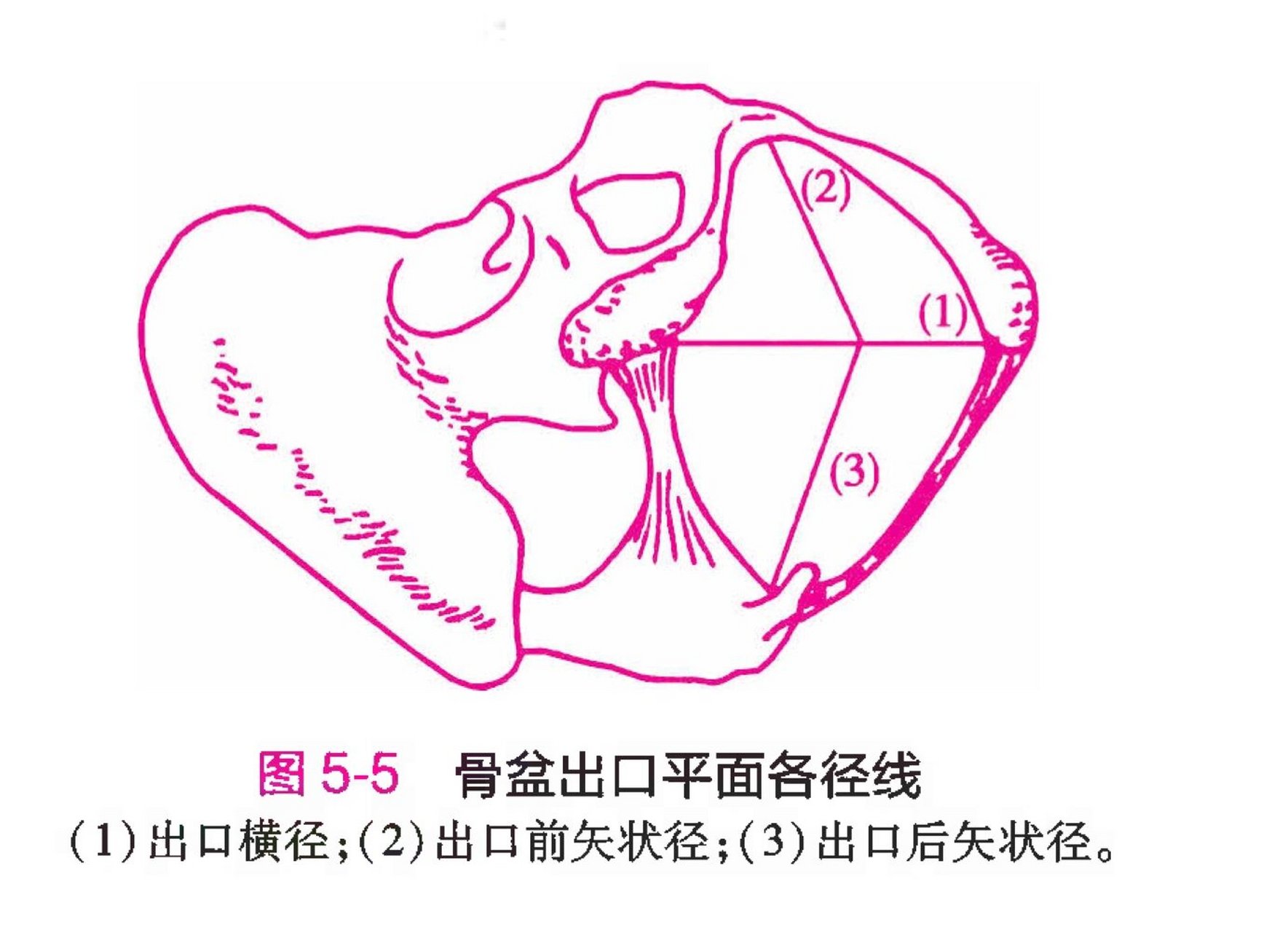 骨产道中骨盆平面图片