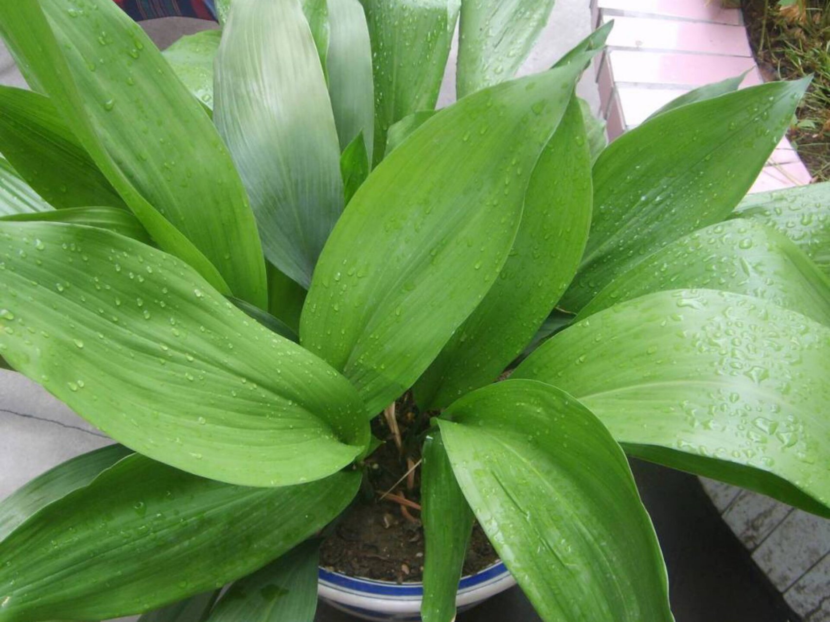 每日一花|一叶兰 一叶兰:又名蜘蛛抱蛋,别名大叶万年青,竹节伸筋等,为