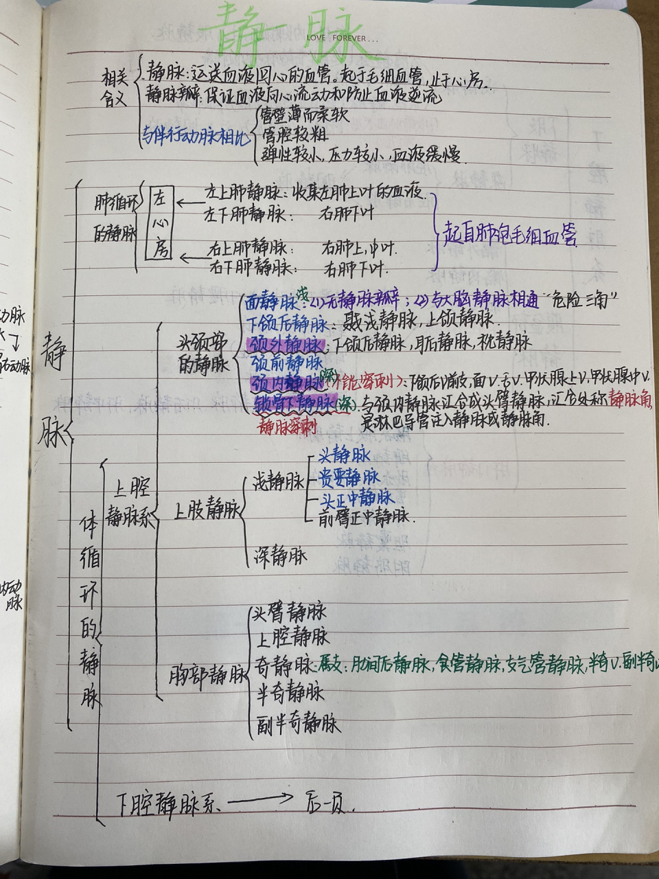 系统解剖学 静脉思维导图 前面的是拍照的,后面的是图片处理过的