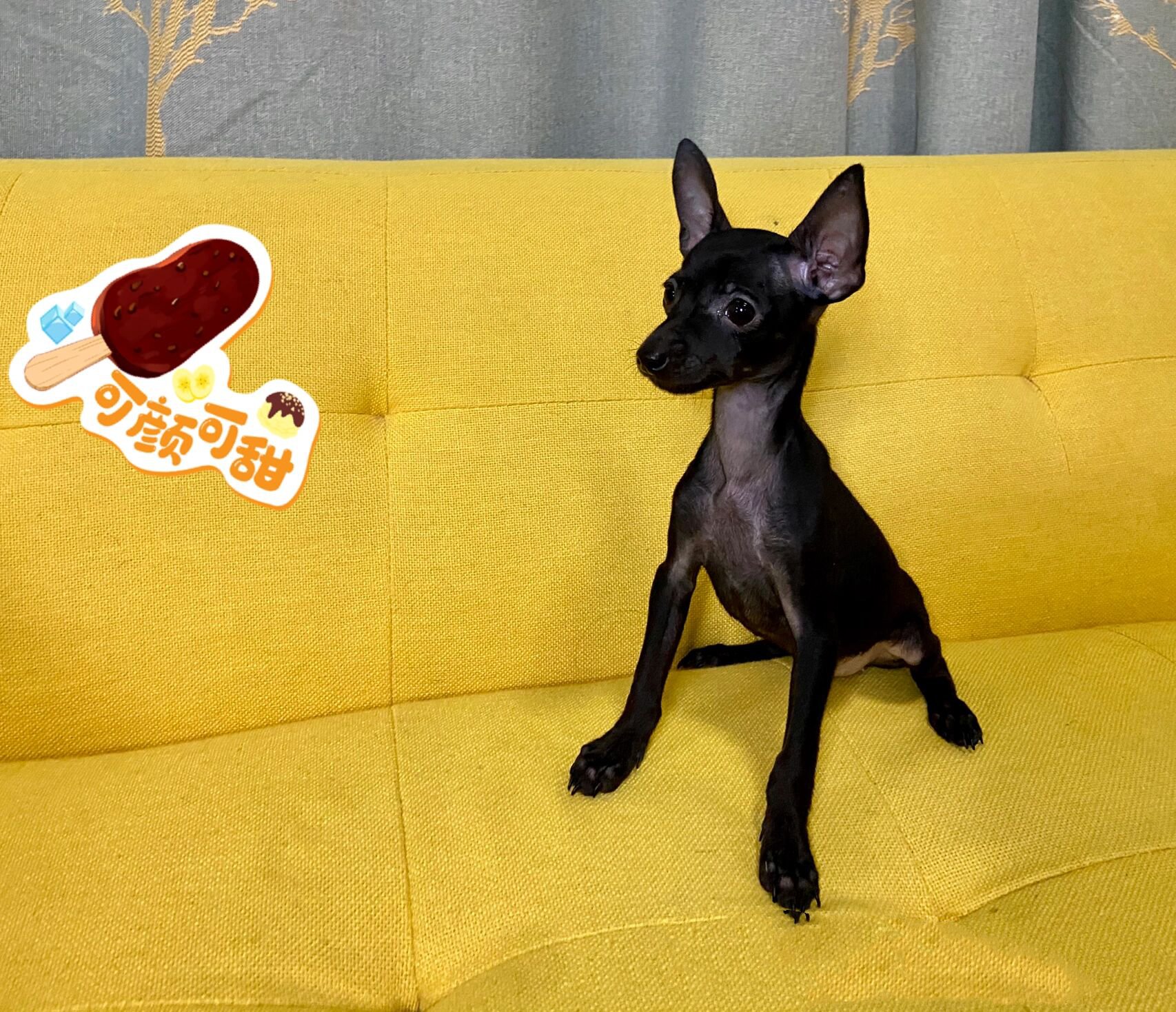 纯黑色小体小鹿犬