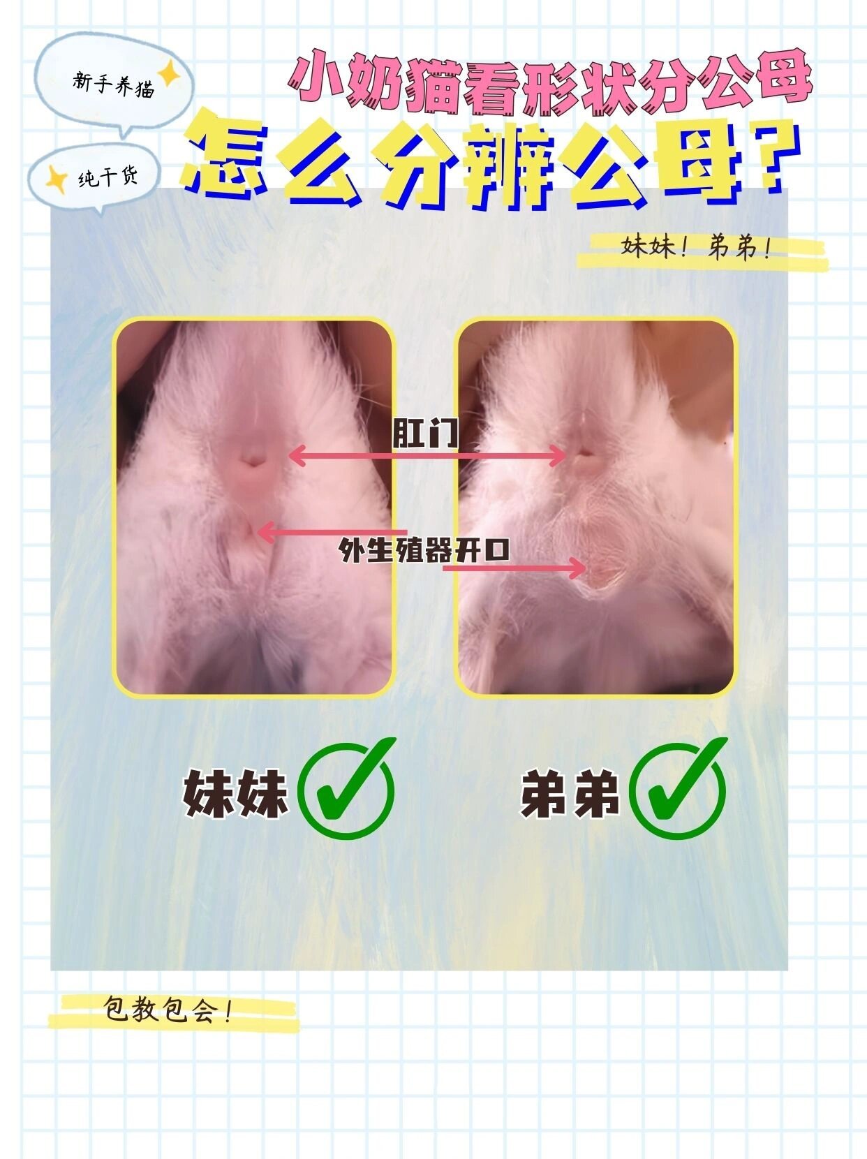 出干货啦05新手养猫02教你一眼分辨幼猫公母
