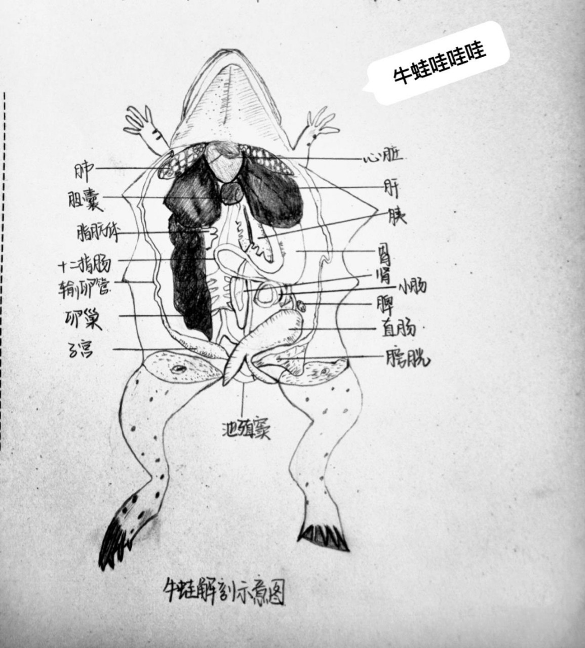 牛蛙这么难画,就是不知道好不好吃呢04   送给学动物生物学的小可爱