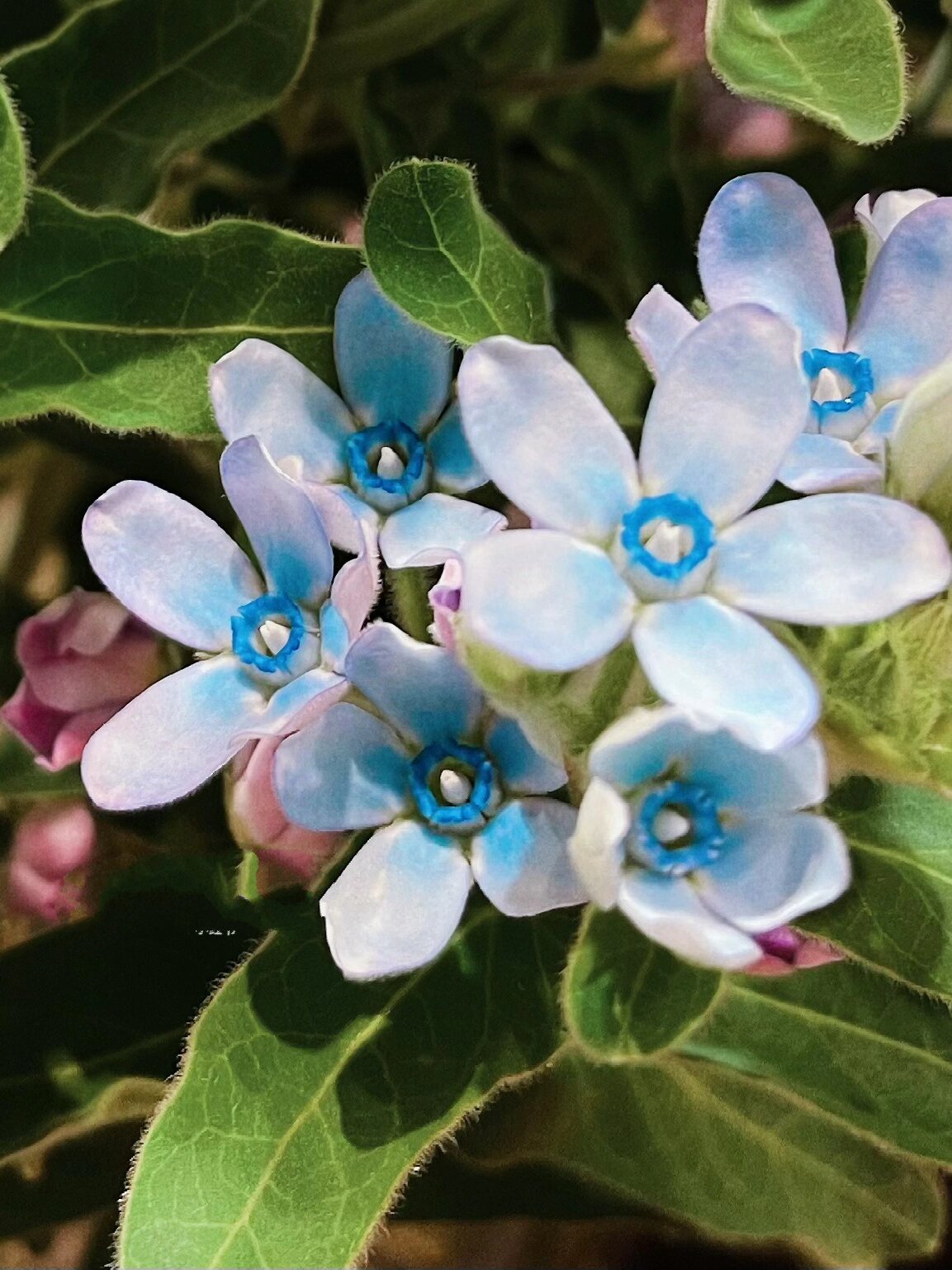 北海道蓝星花图片