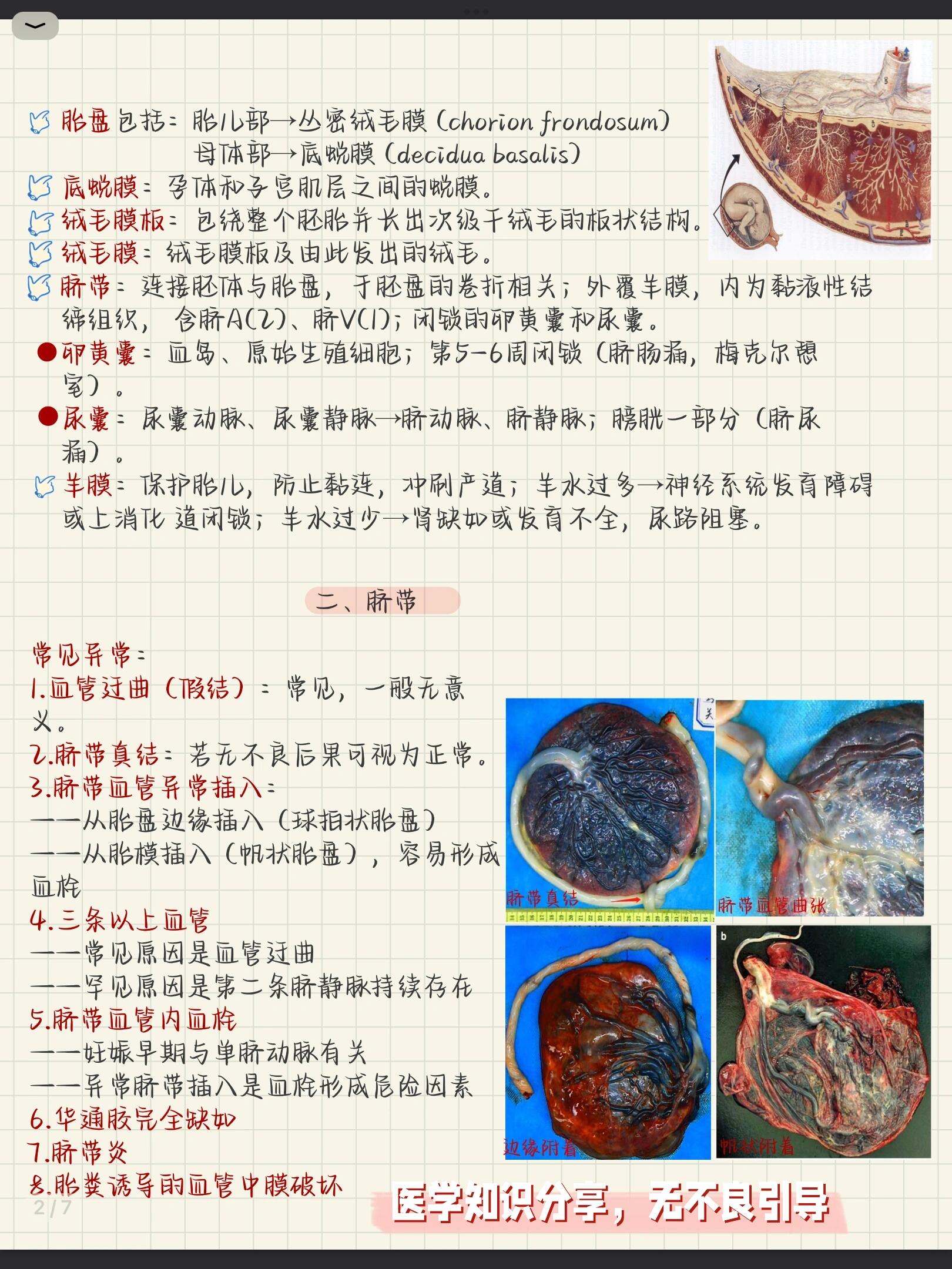 猪胎盘的功效与作用图片