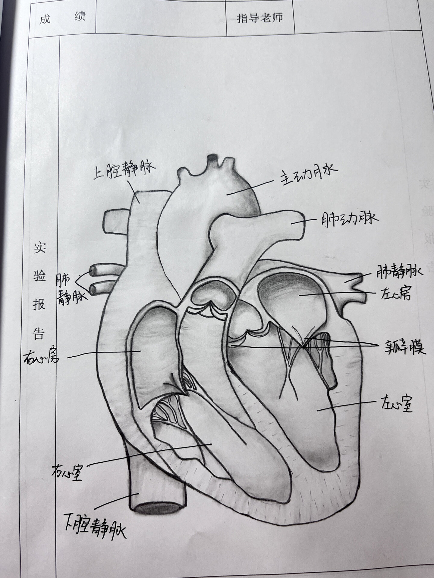 画心脏结构简图图片