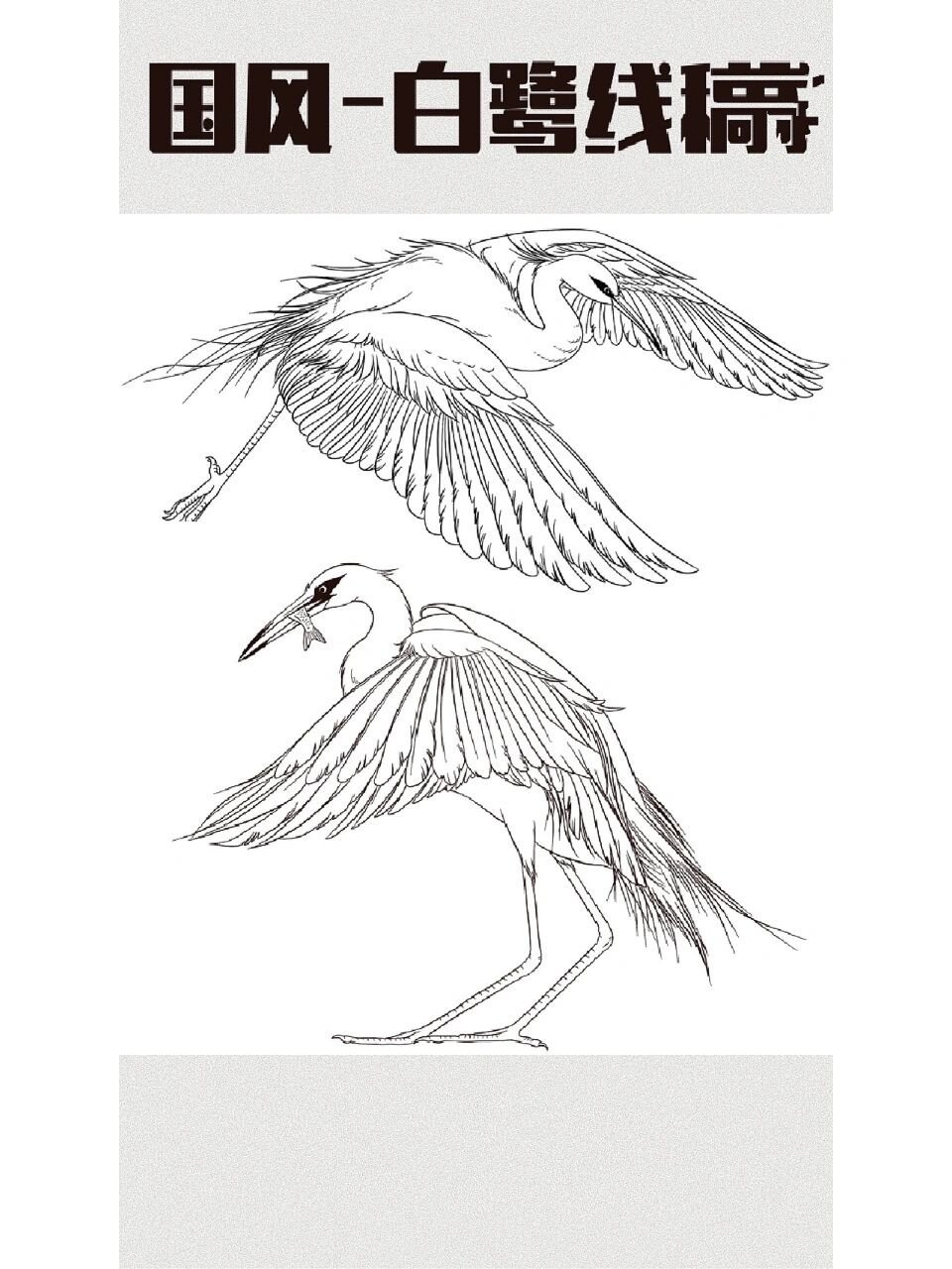 国潮中的鸟|白鹭线稿