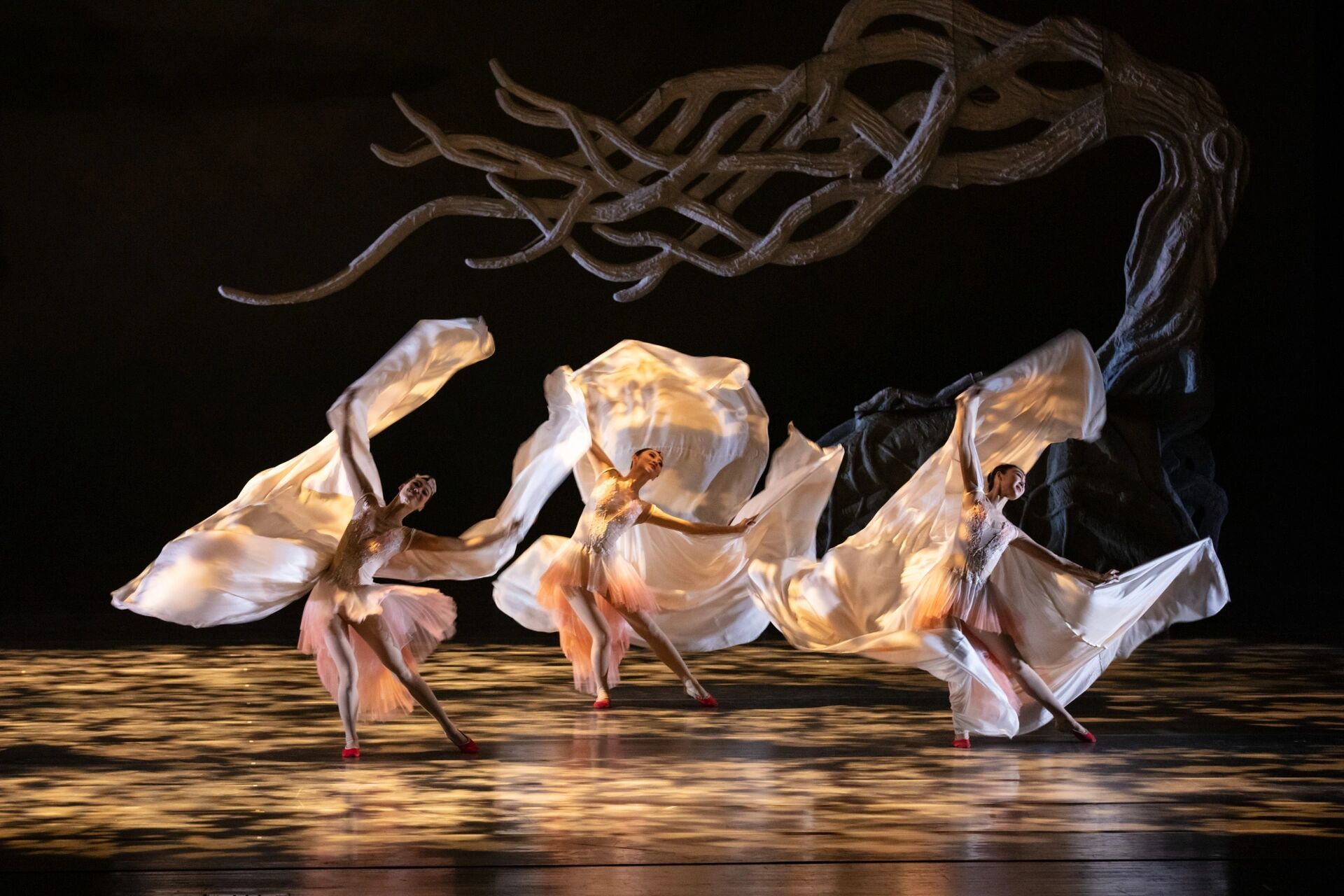 舞剧《朱鹮》上海歌舞团 【官方剧照】舞剧《朱鹮》 	 95以舞蹈之美