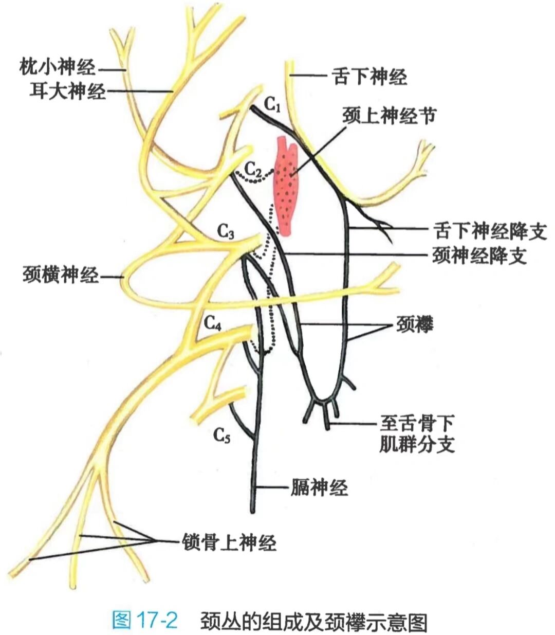 脊神经字母图片