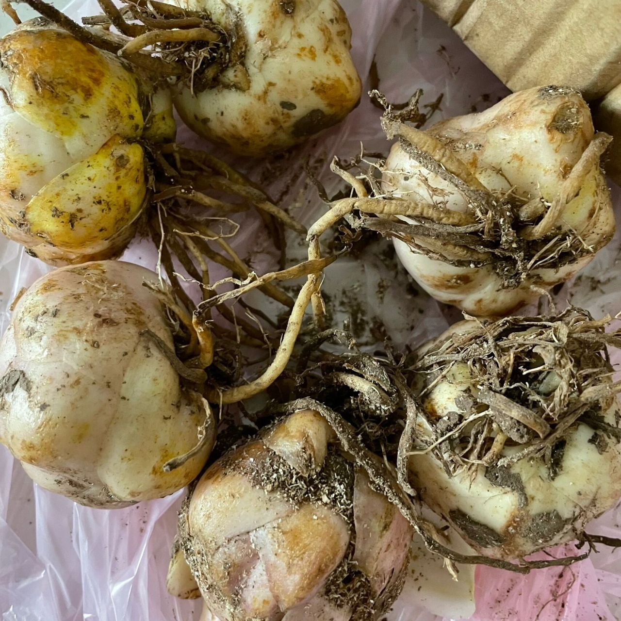 百合球根收到后根要剪吗