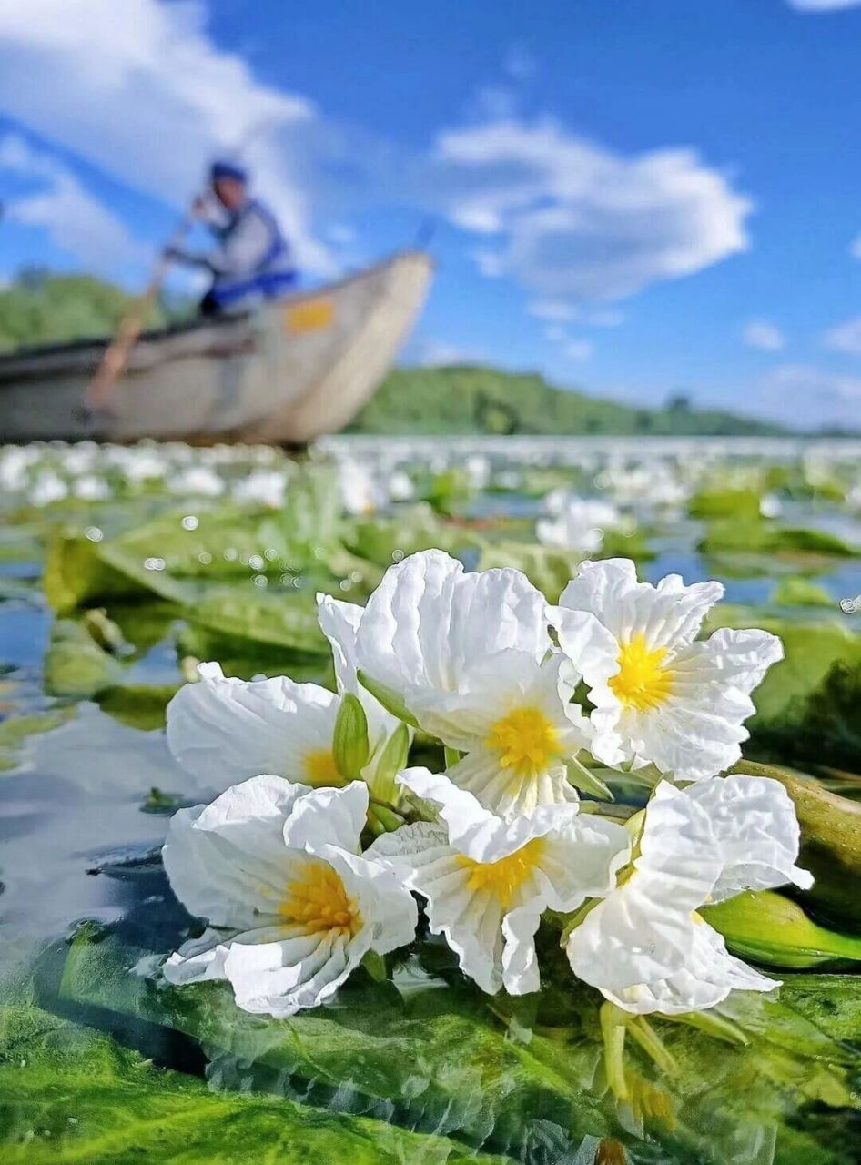 泸沽湖游玩攻略00 泸沽湖的水性杨花开了!这里的风景美如画!