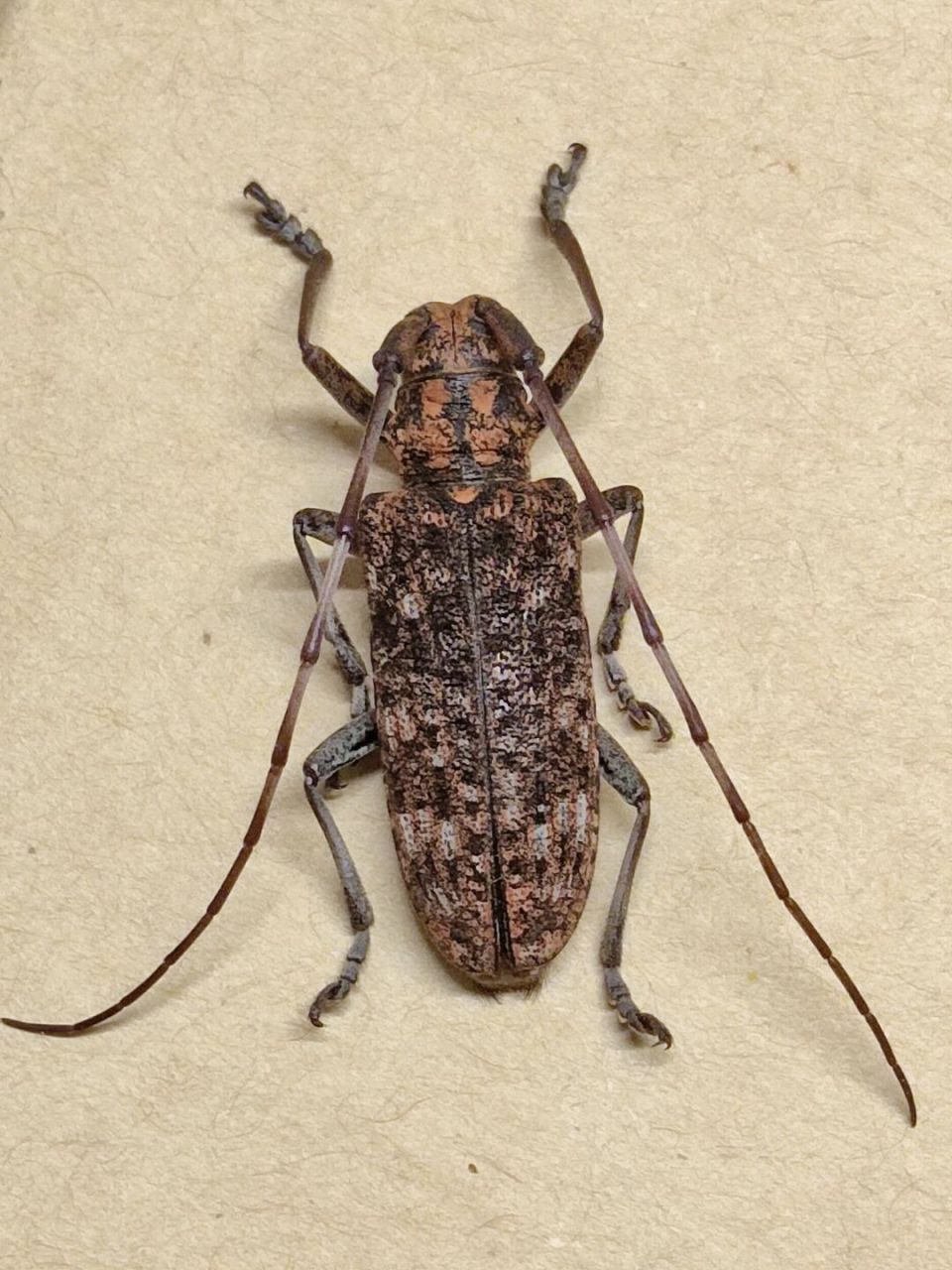 著名林业害虫——松墨天牛 松墨天牛(学名:monochamus alternatus)是