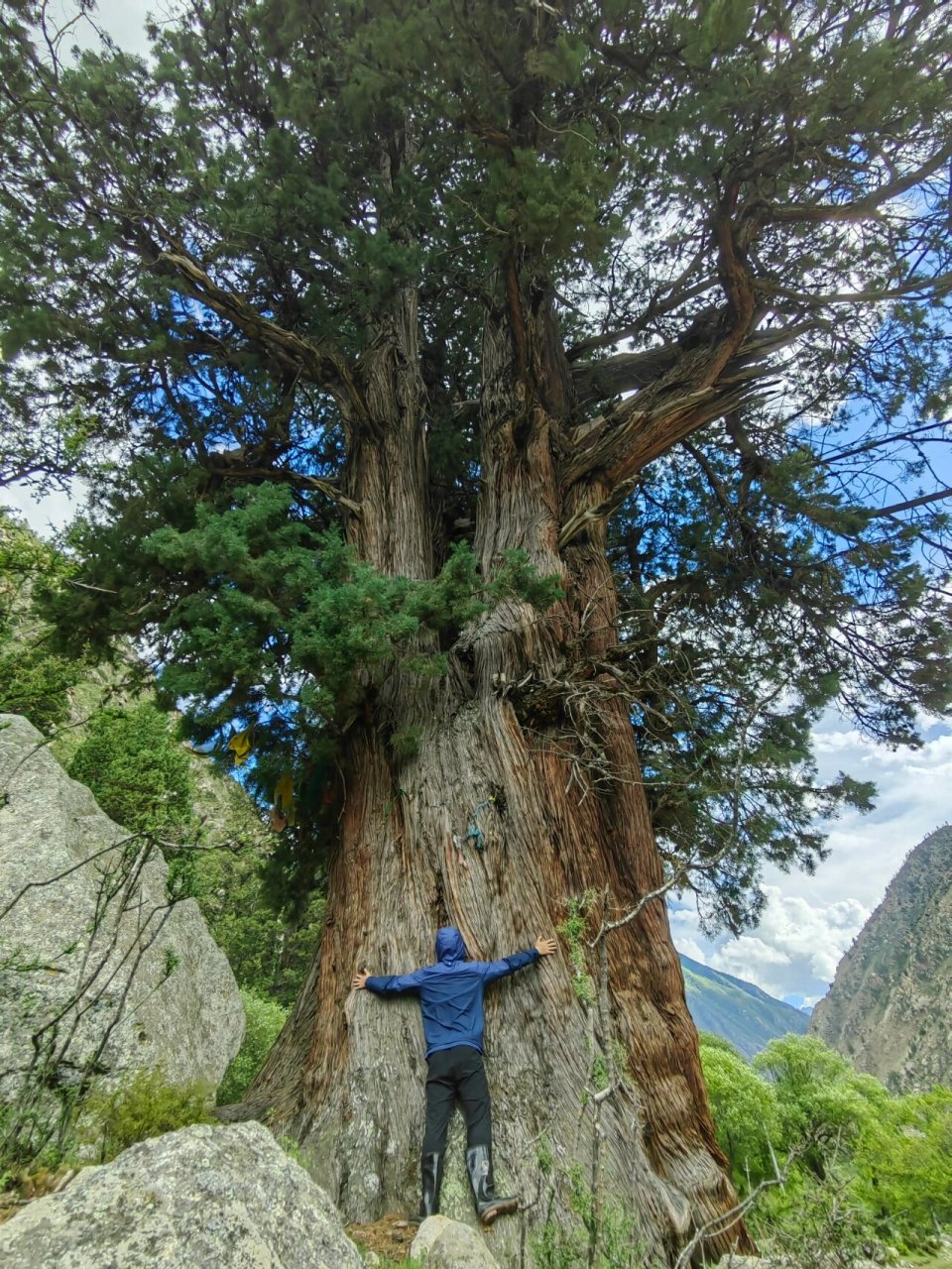 大海水松柏木图片