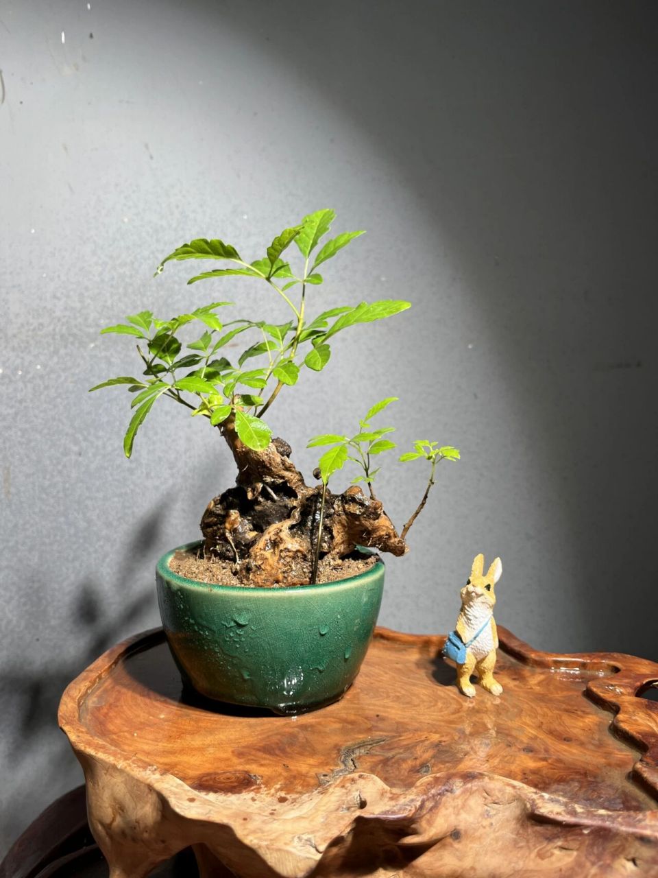 老桩坨坨黄荆盆景 老桩坨坨黄荆盆景 67黄荆的花也非常漂亮 紫色的