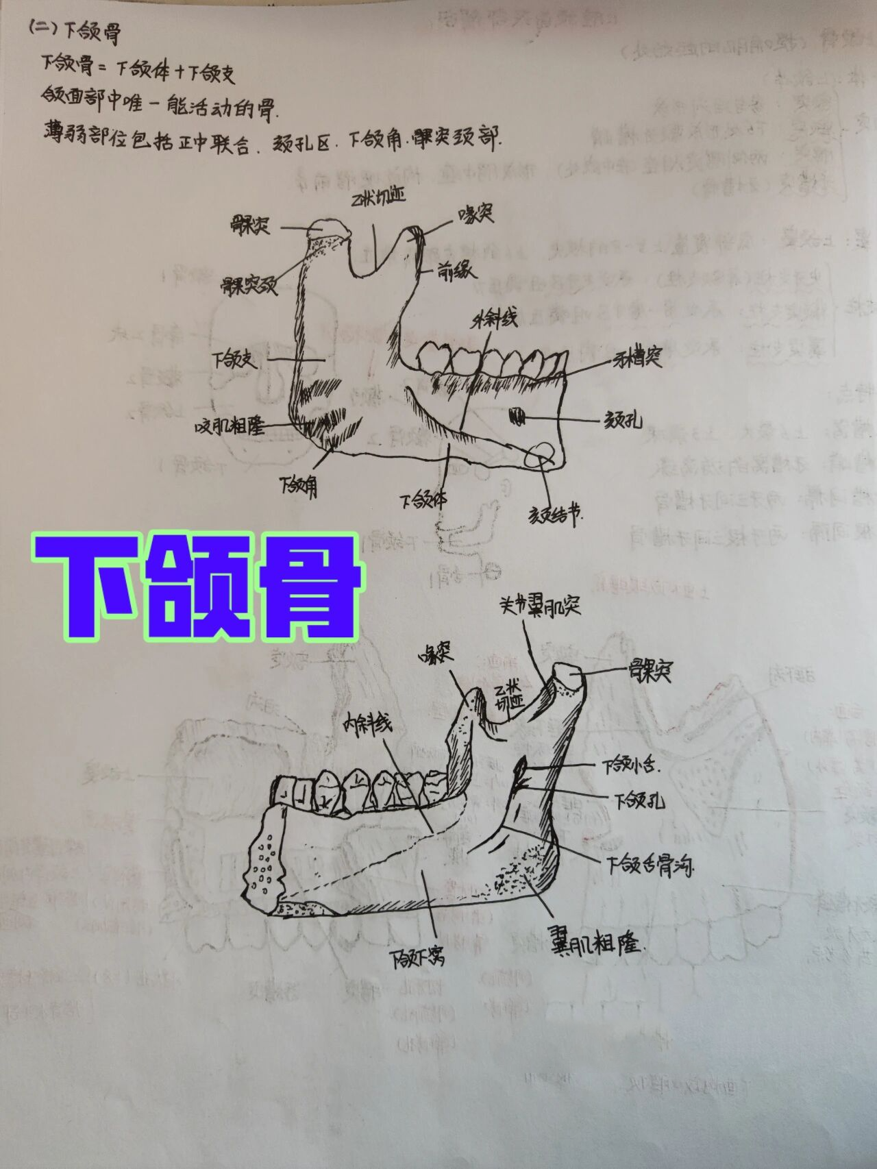 口腔上颚结构图片