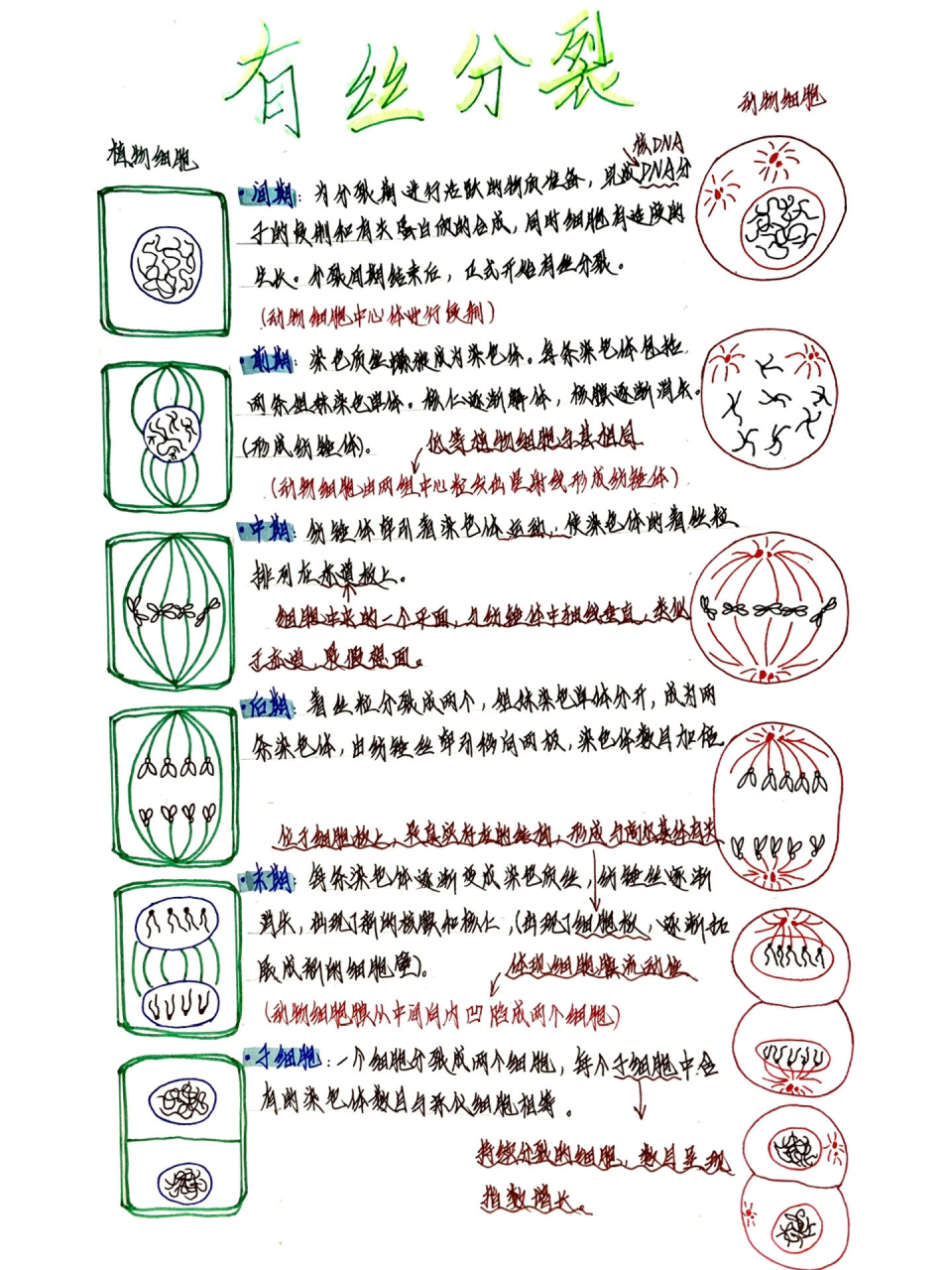 动物细胞有丝过程图图片