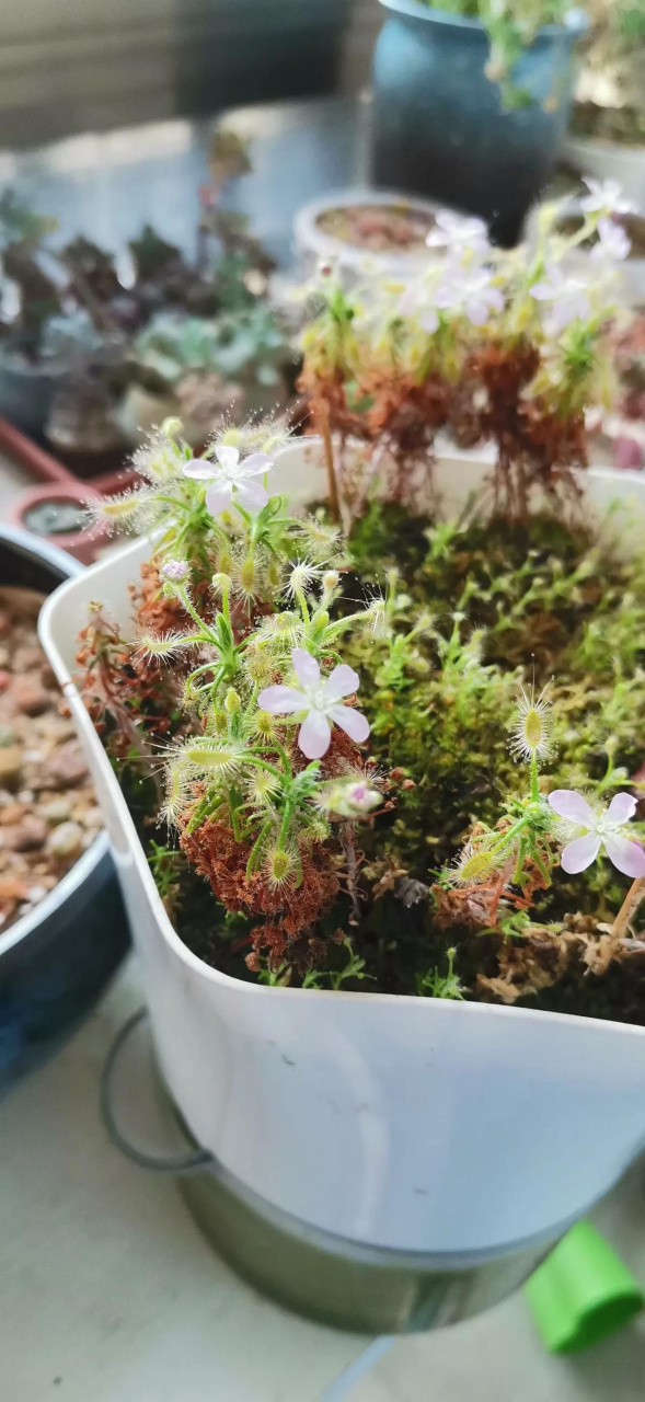 蝎子迷你茅膏菜开花啦 来自武汉花友的返图 原来食虫植物也很好养 没