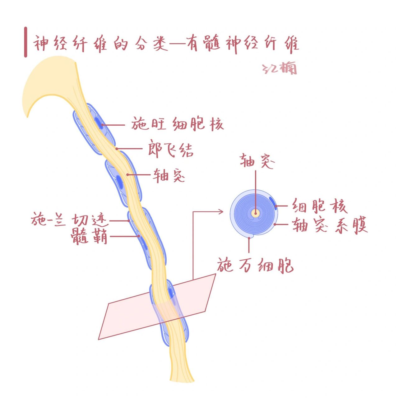 神经纤维的组成图片