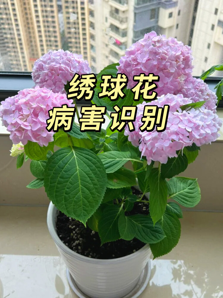 绣球花常见病图片