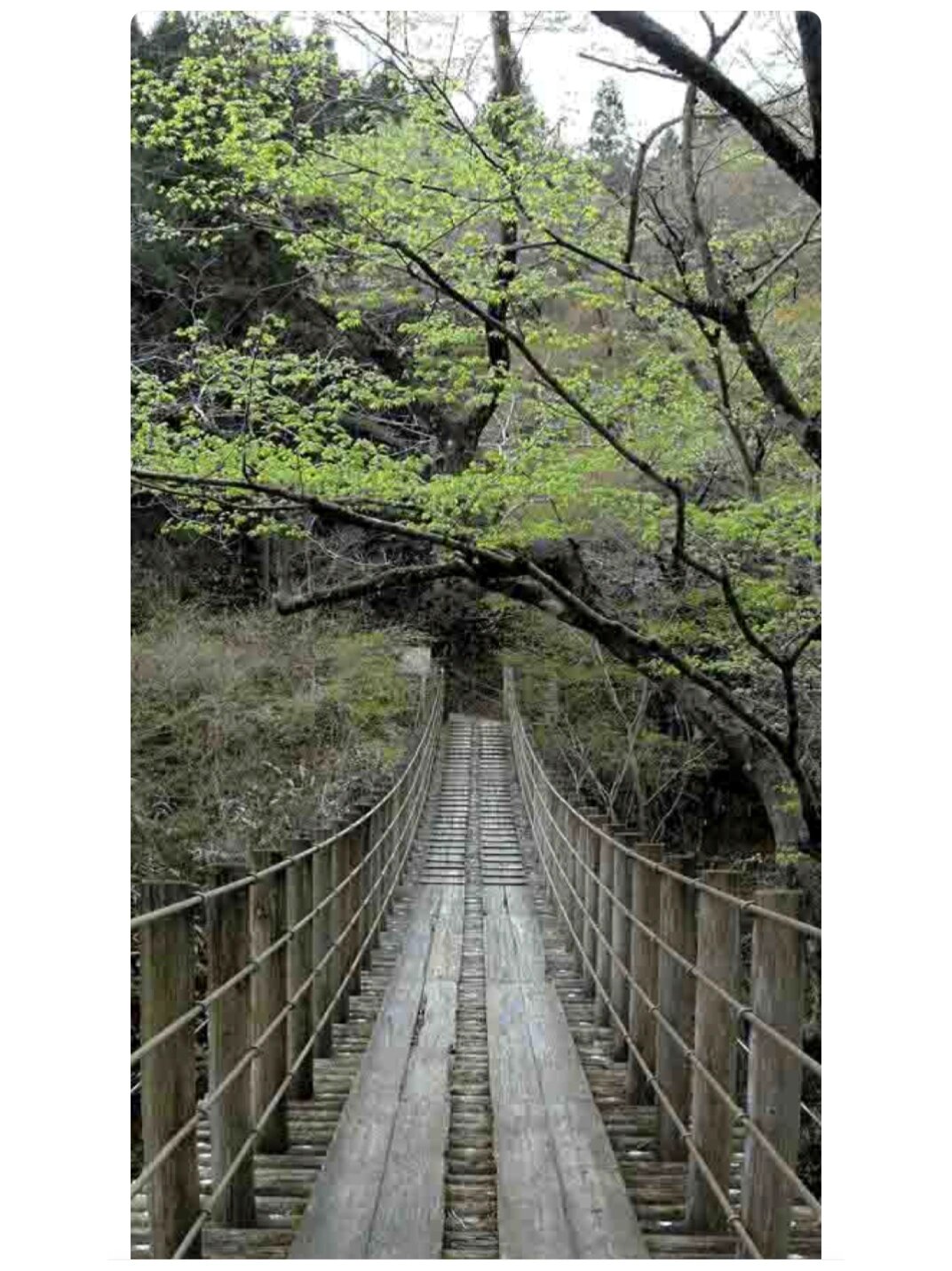 还记得吊桥女鬼图嘛?丨童年回忆(阴影)-672