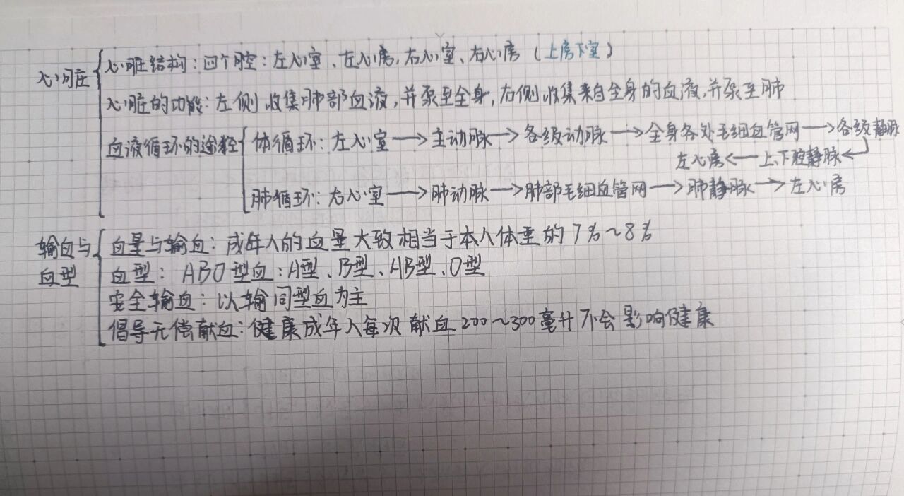 人体内物质的运输思维导图