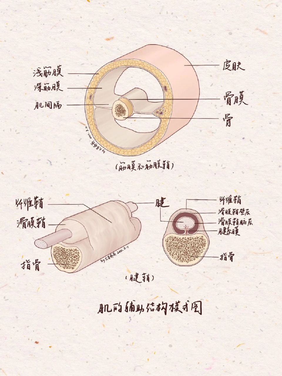 腱鞘结构图片