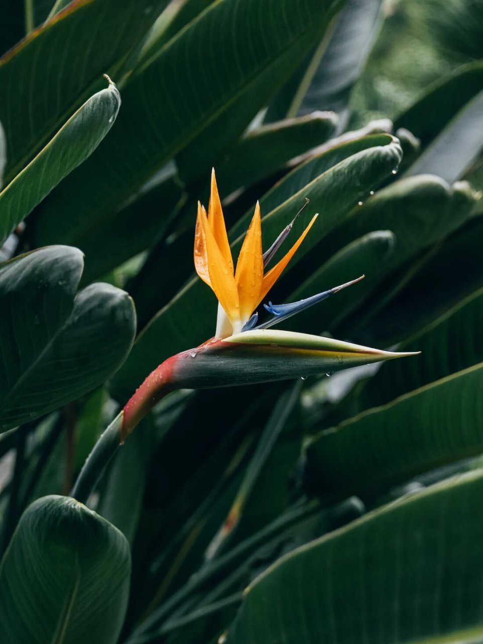 【每日一花】鹤望兰 天堂鸟,又名鹤望兰 寓意着自由,幸福吉祥,家庭