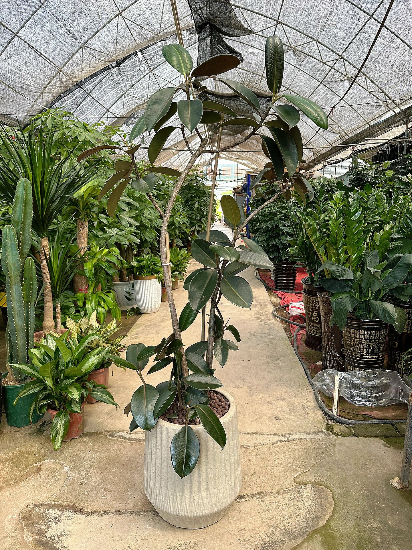 老桩造型飘枝橡皮树黑金刚榕树网红绿植盆栽