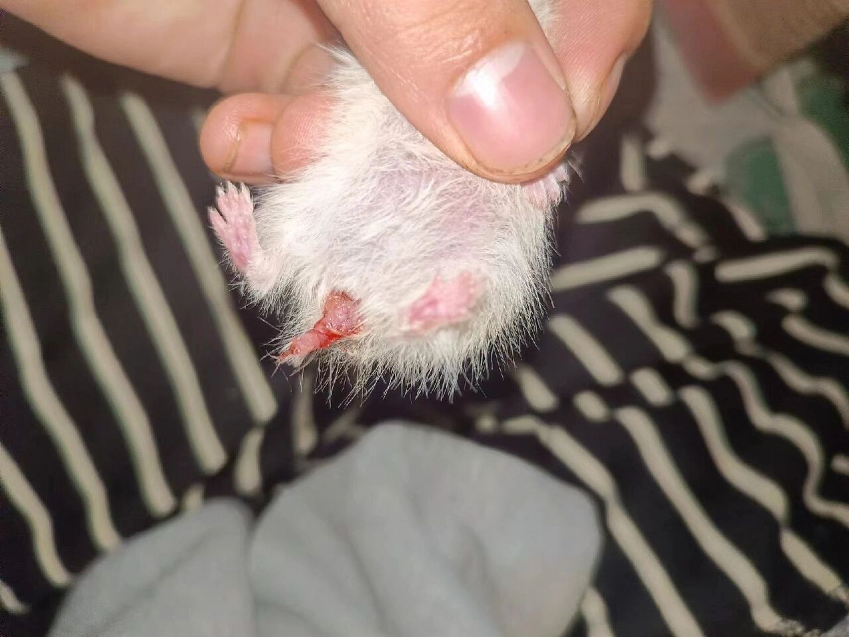 求助大家,金丝熊这是脱肛了吗 已经有一周,拿酒精消毒过,金丝熊每天