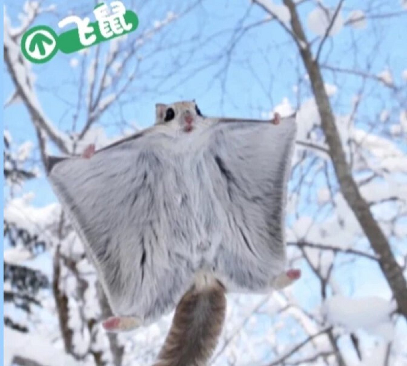 别名:飞鼠,飞虎      所属门:脊索动物门 3.
