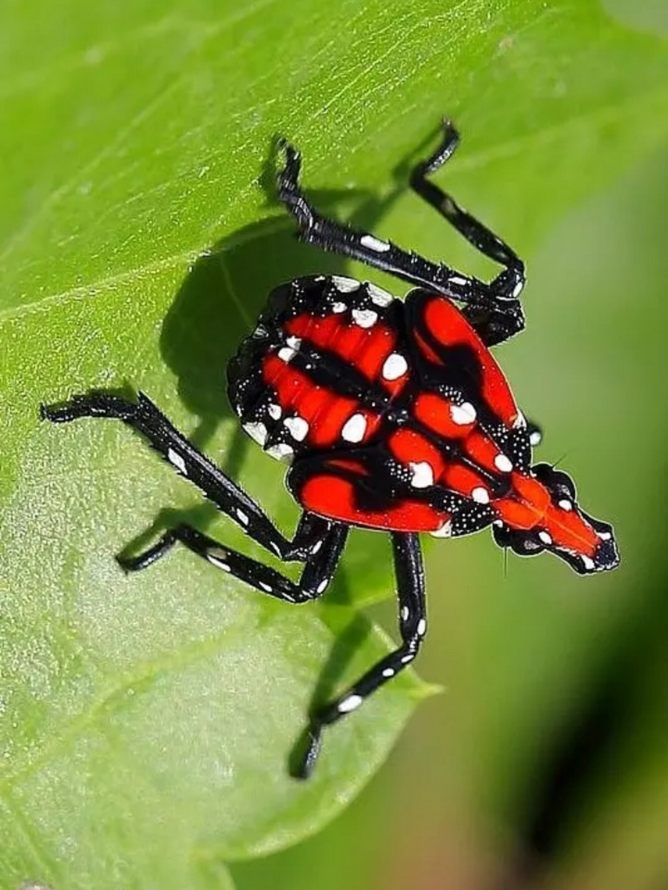 昆虫有哪些图片 昆虫,这些微小而神奇的生物,以其独特的存在方式,给大