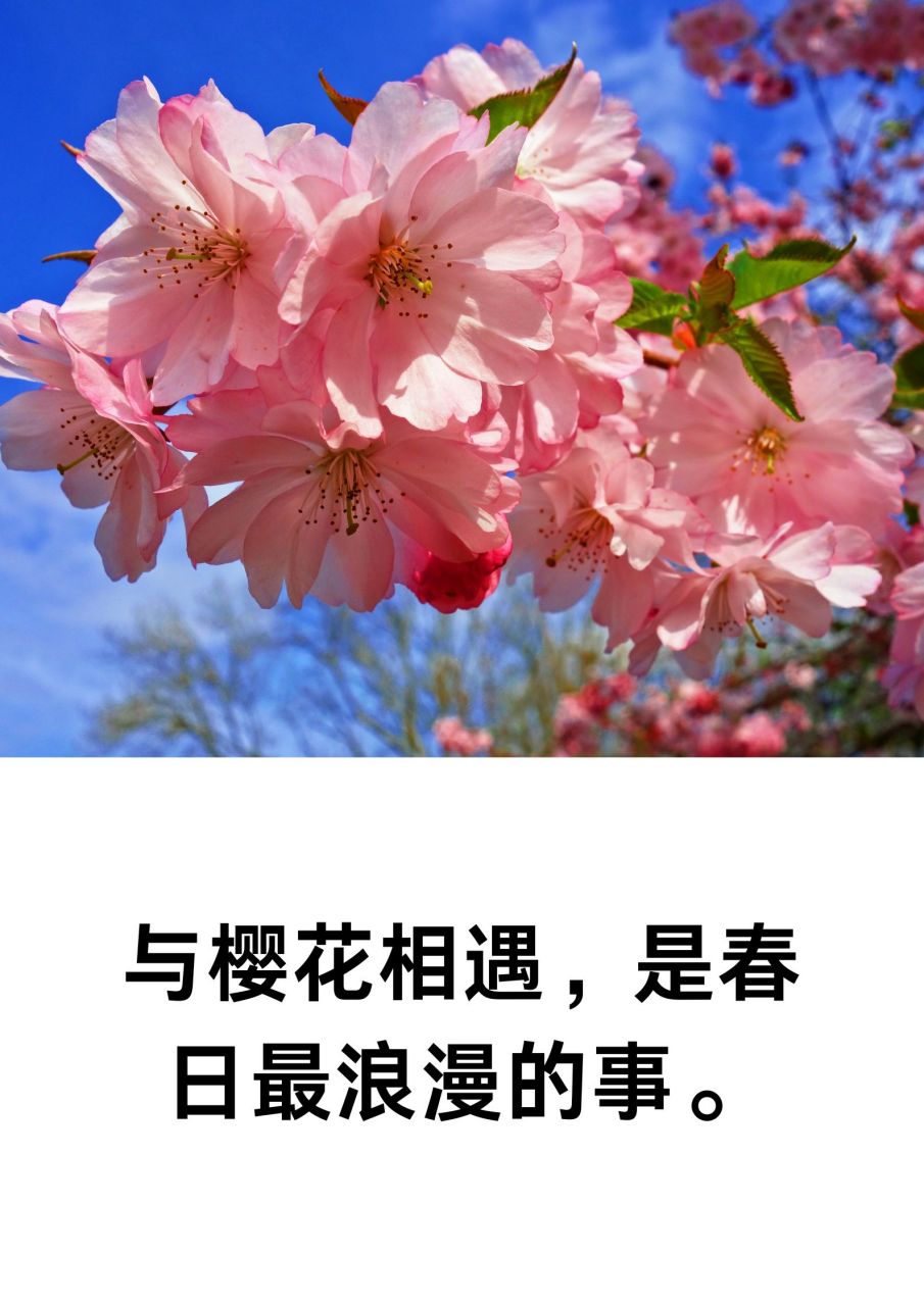 樱花文案短句干净 94樱花瓣飘落,是春天的信使.
