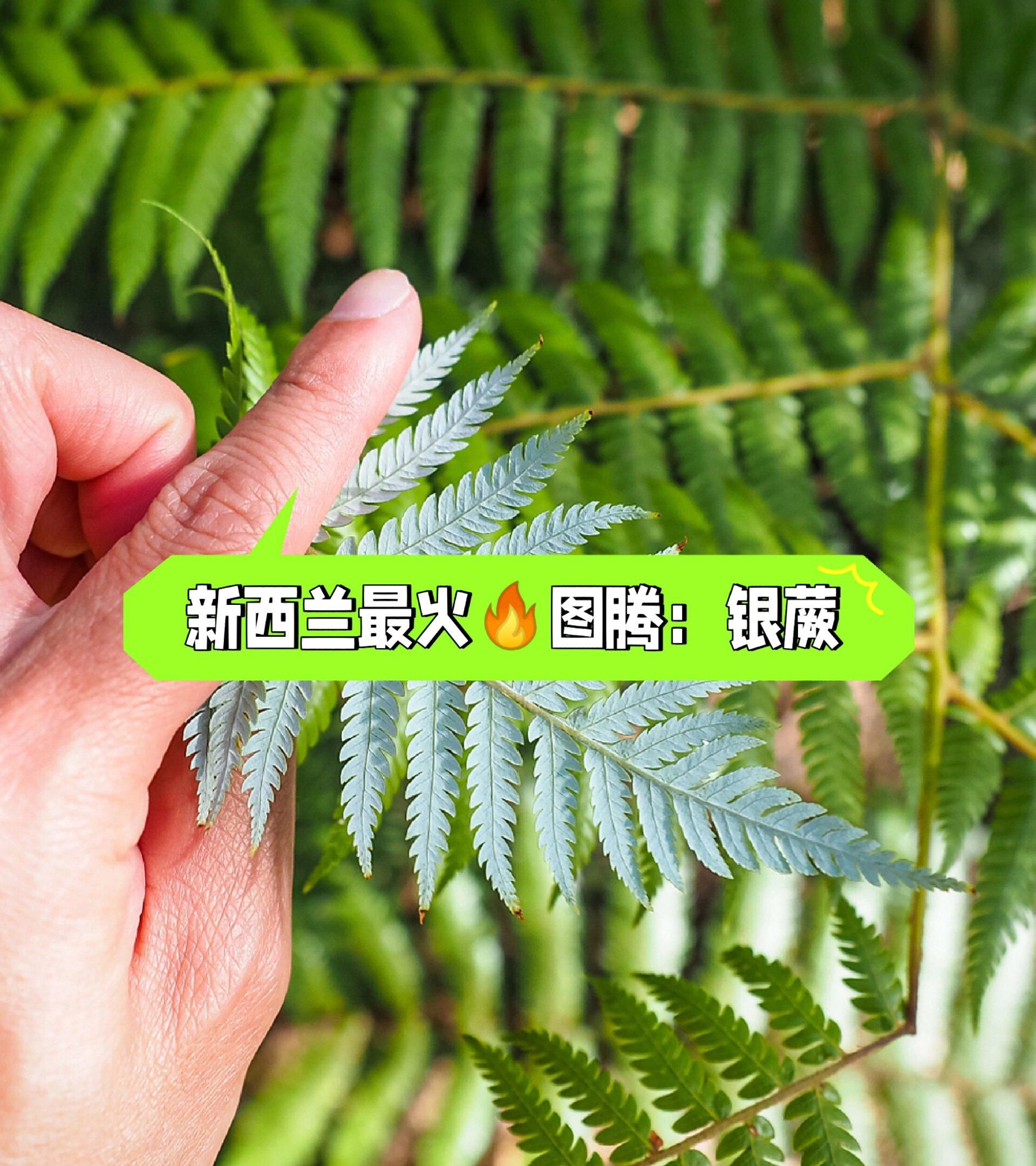 新西兰最火图腾:银蕨91