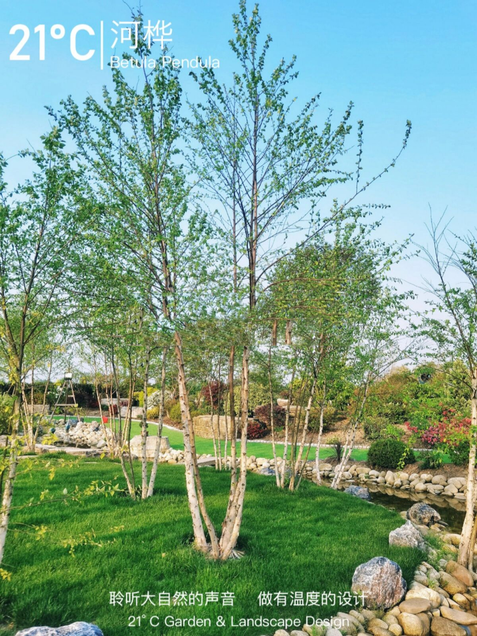花园植物:河桦 | 花园庭院主景树分享 适合长江流域的桦树品种 优点