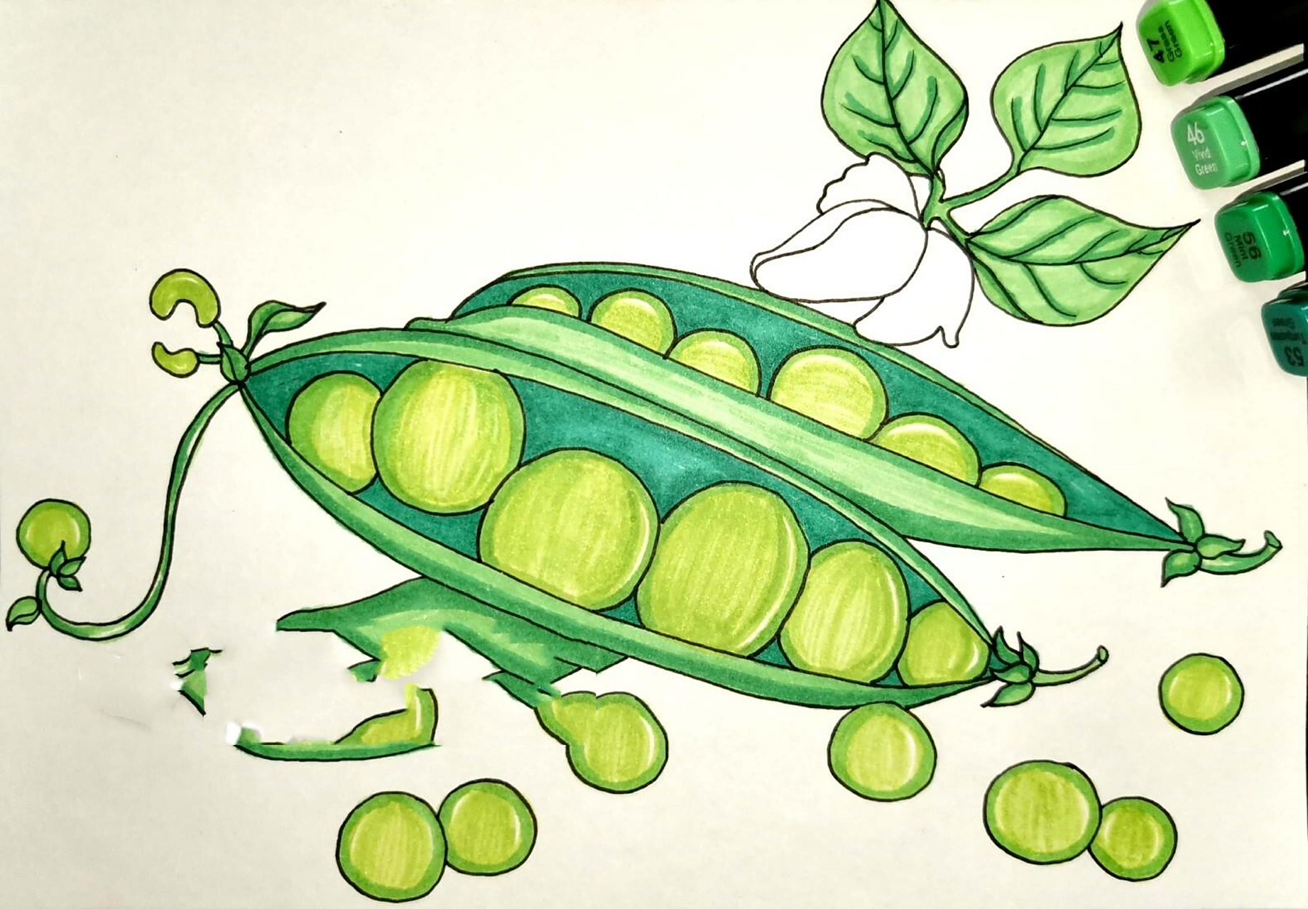 马克笔 豌豆荚豌豆花 创意儿童画 简笔画