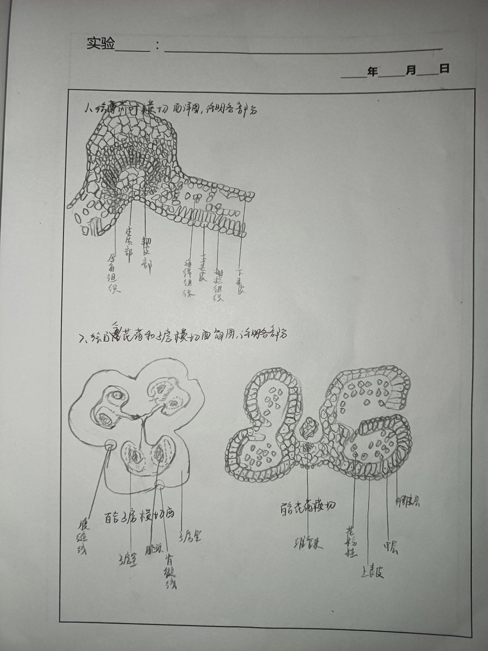 茎的次生结构简图手绘图片