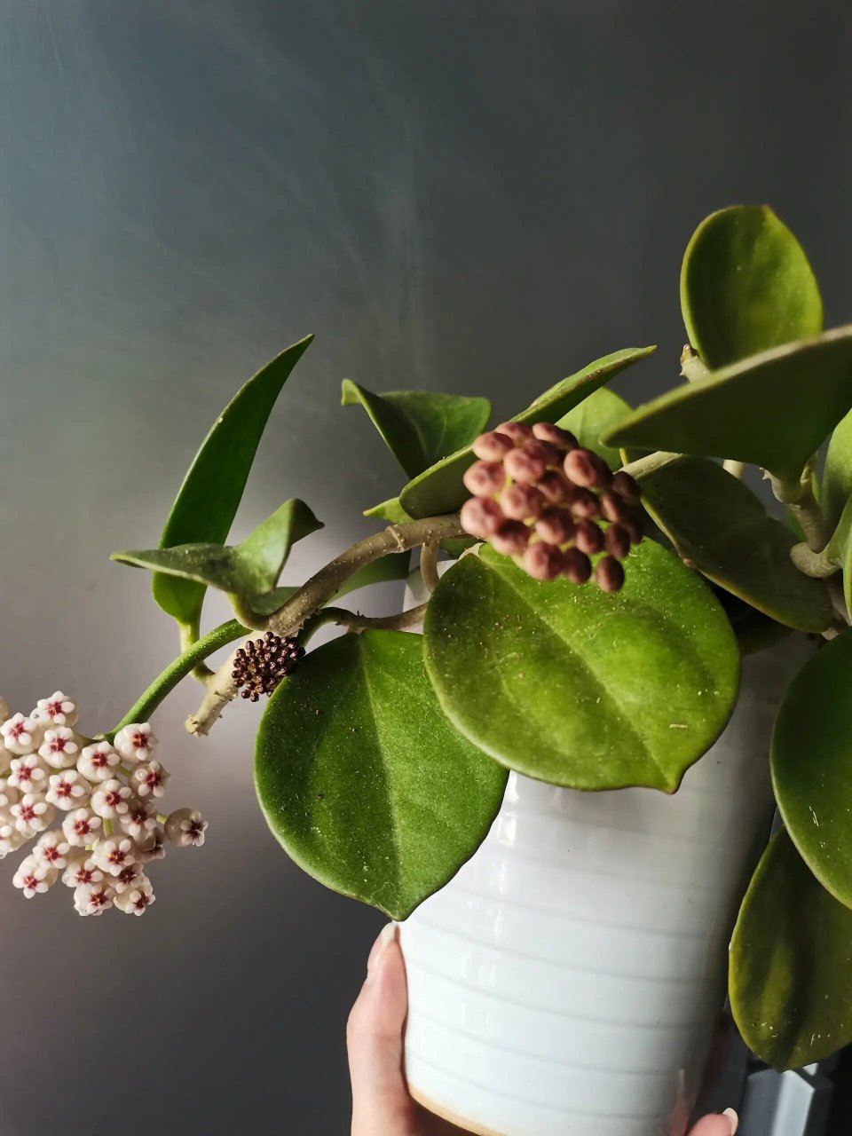 红粗蔓球兰又香又可爱,还流花蜜