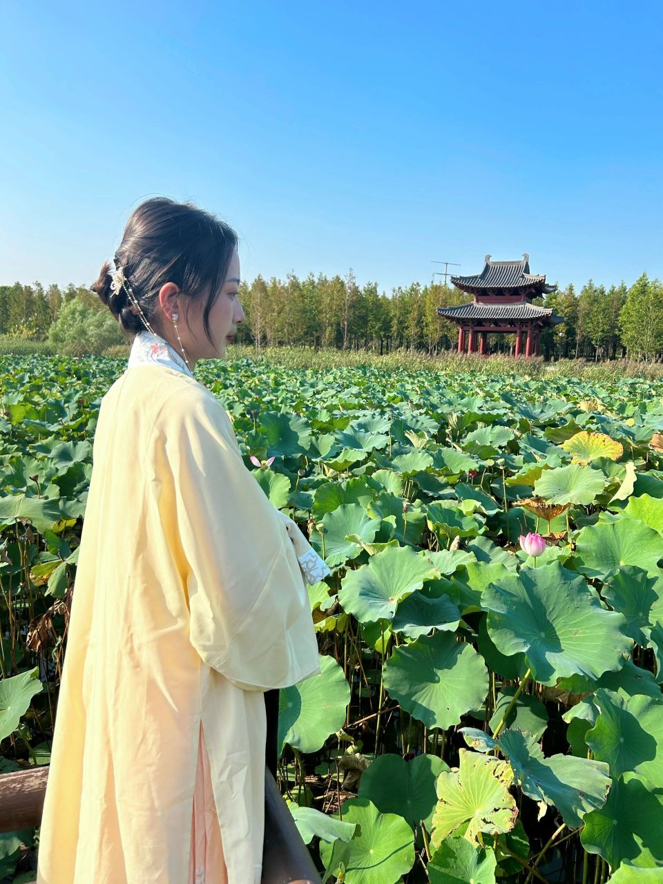 开封西湖荷花池太美啦 九月的荷花还是很美 正好赶上 开封西湖边景真