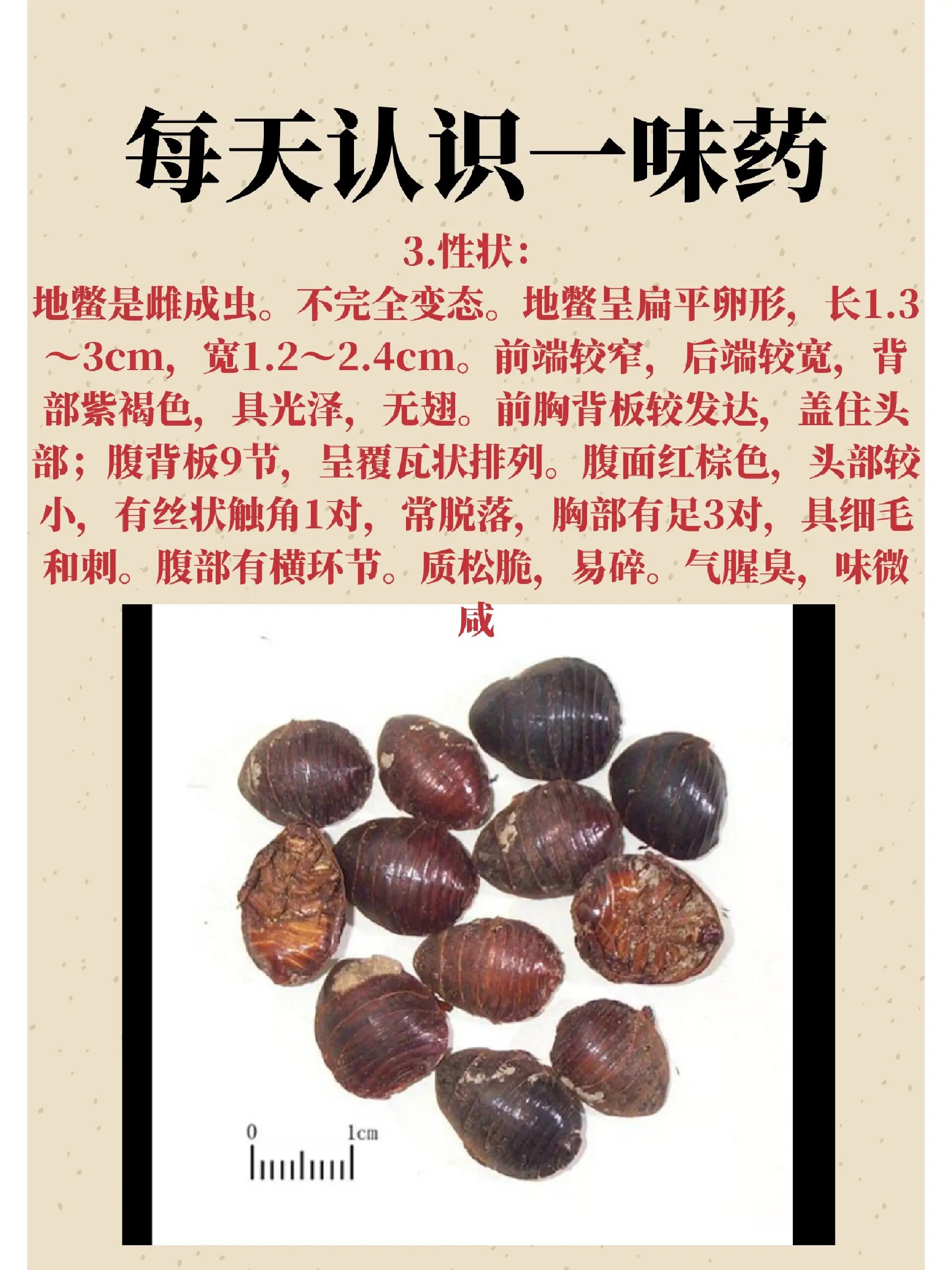 每天认识一味药「土元」