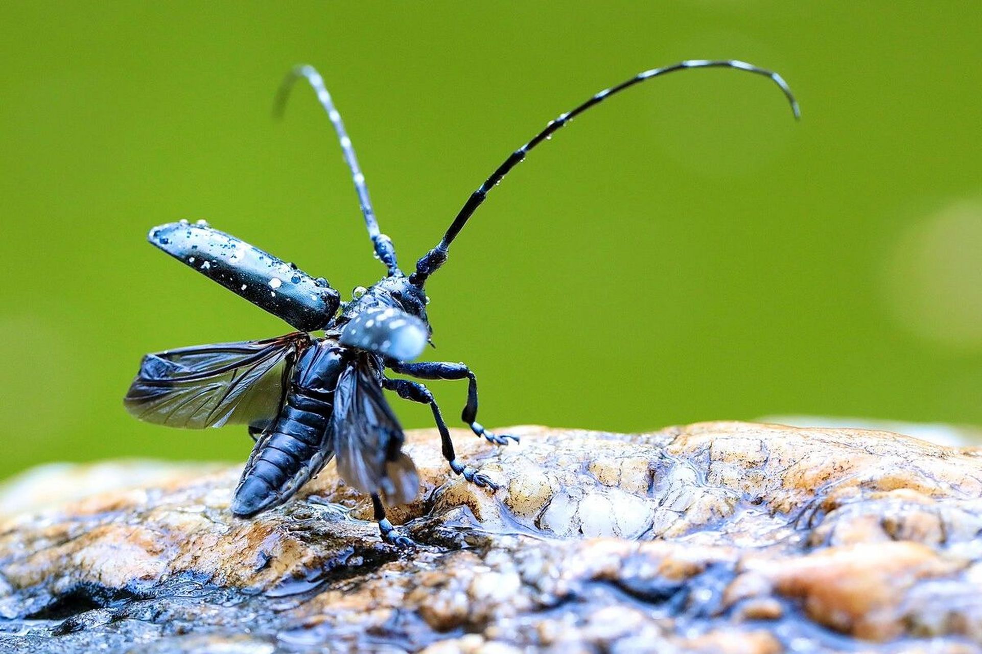 天牛 天牛是多食亚目天牛科昆虫的总称,咀嚼式口器,有很长的触角,常常