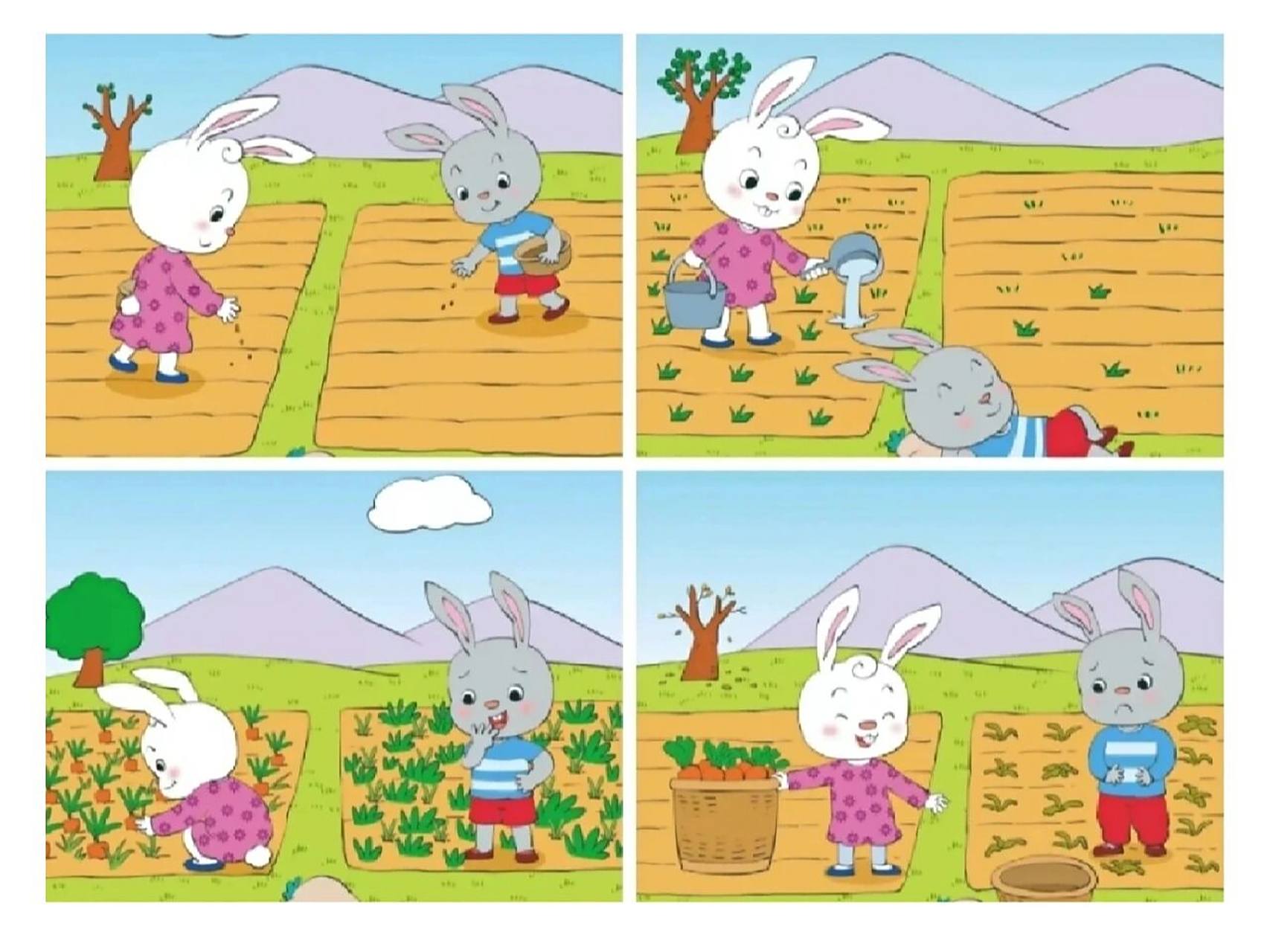 过了一段时间,地里长出了胡萝卜苗.