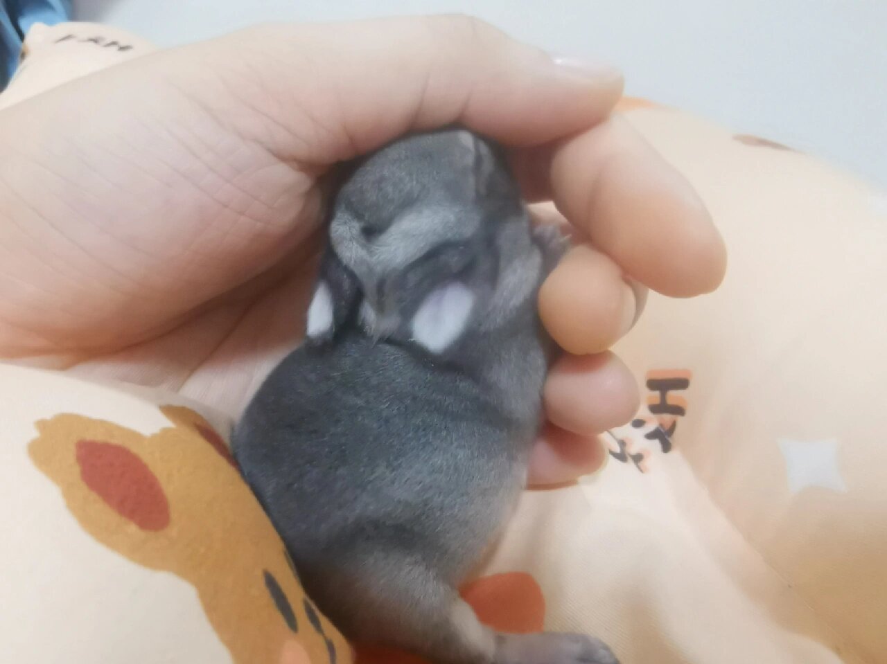 侏儒兔|金吉拉 12.28生的小朋友,独苗苗